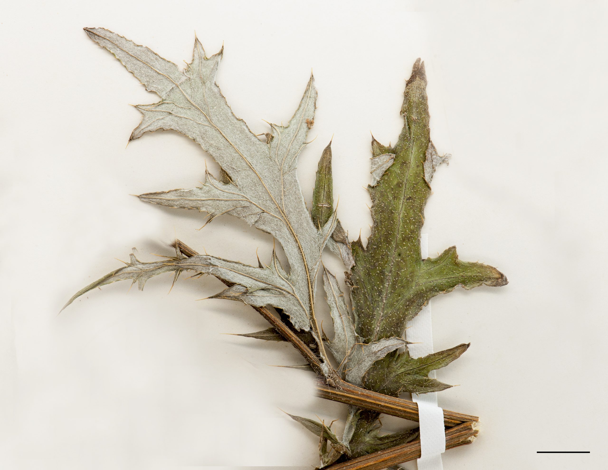 Feuilles tomenteuses à la face inférieure et à pointe épineuse