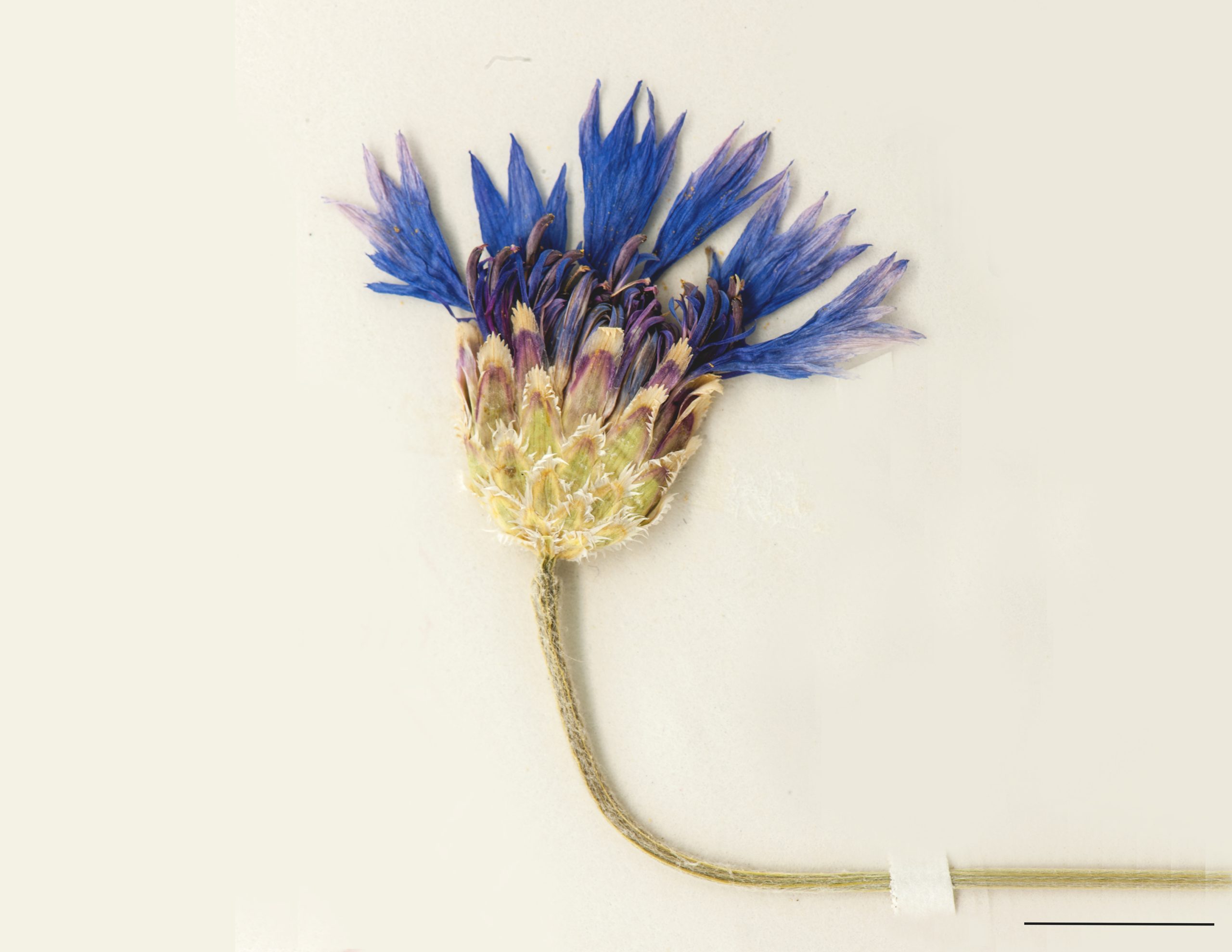 Fleur bleu, composée