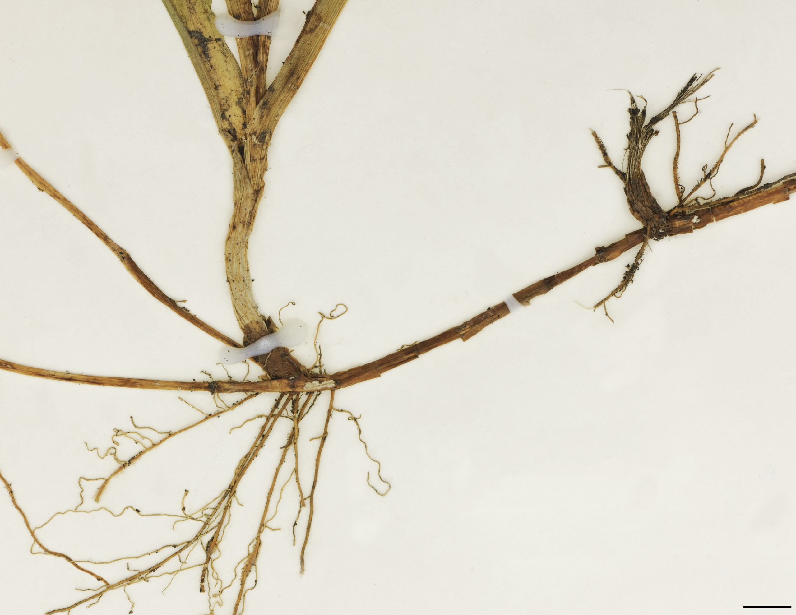 Rhizome grêle à entrenoeuds allongés.