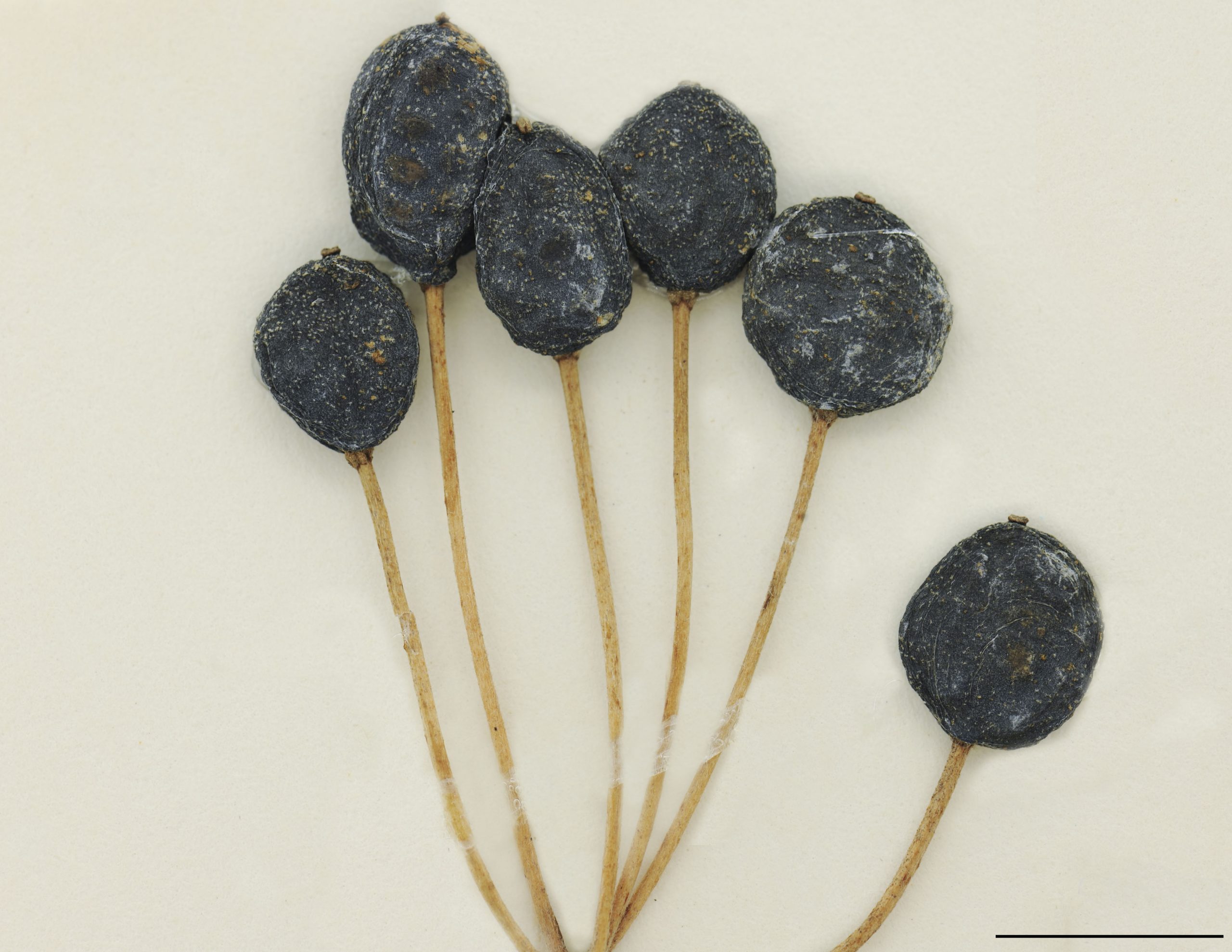 Baies globuleuses à ovales, bleues à bleu noirâtre.