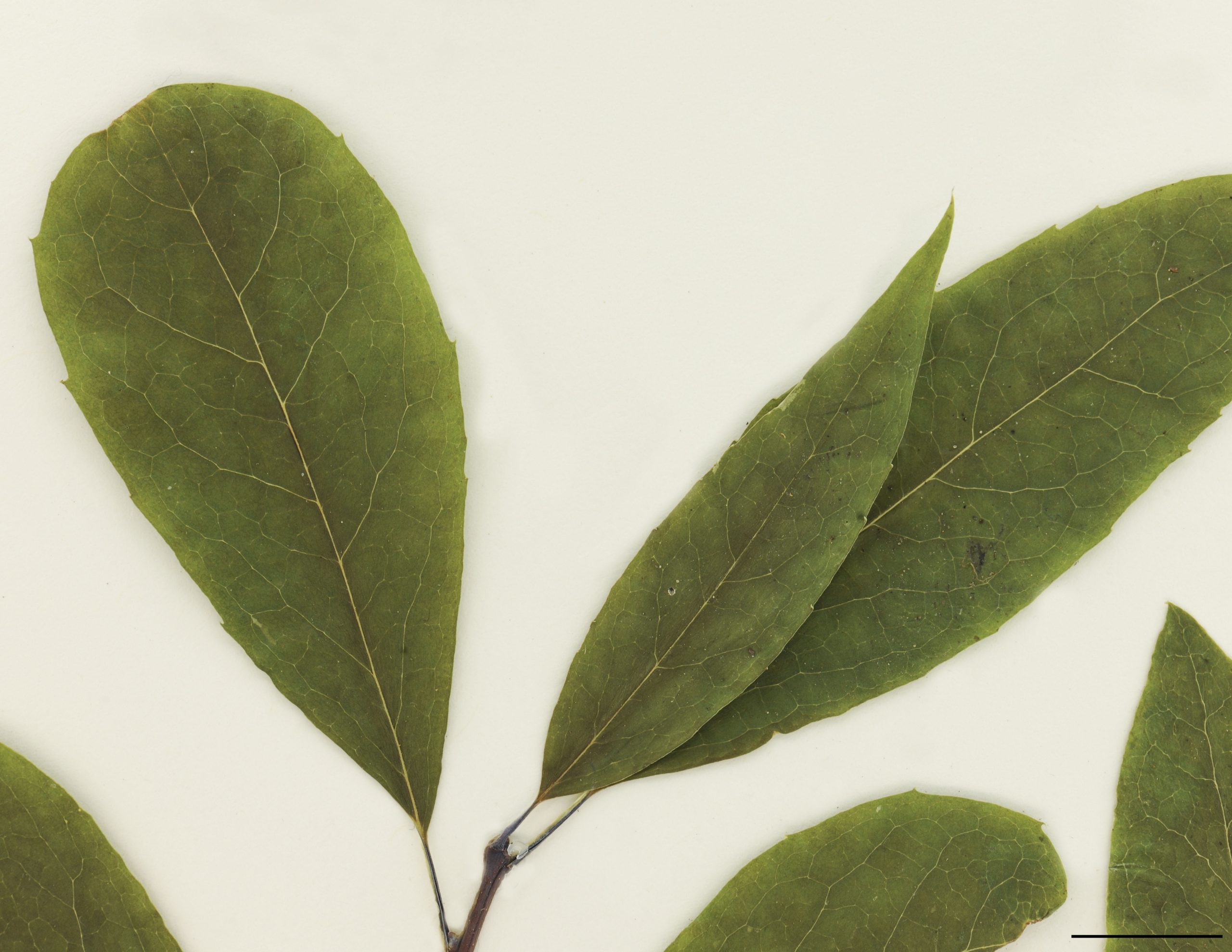 Feuilles alternes, elliptiques, oblongues ou obovées, minces, entières ou finement dentées
