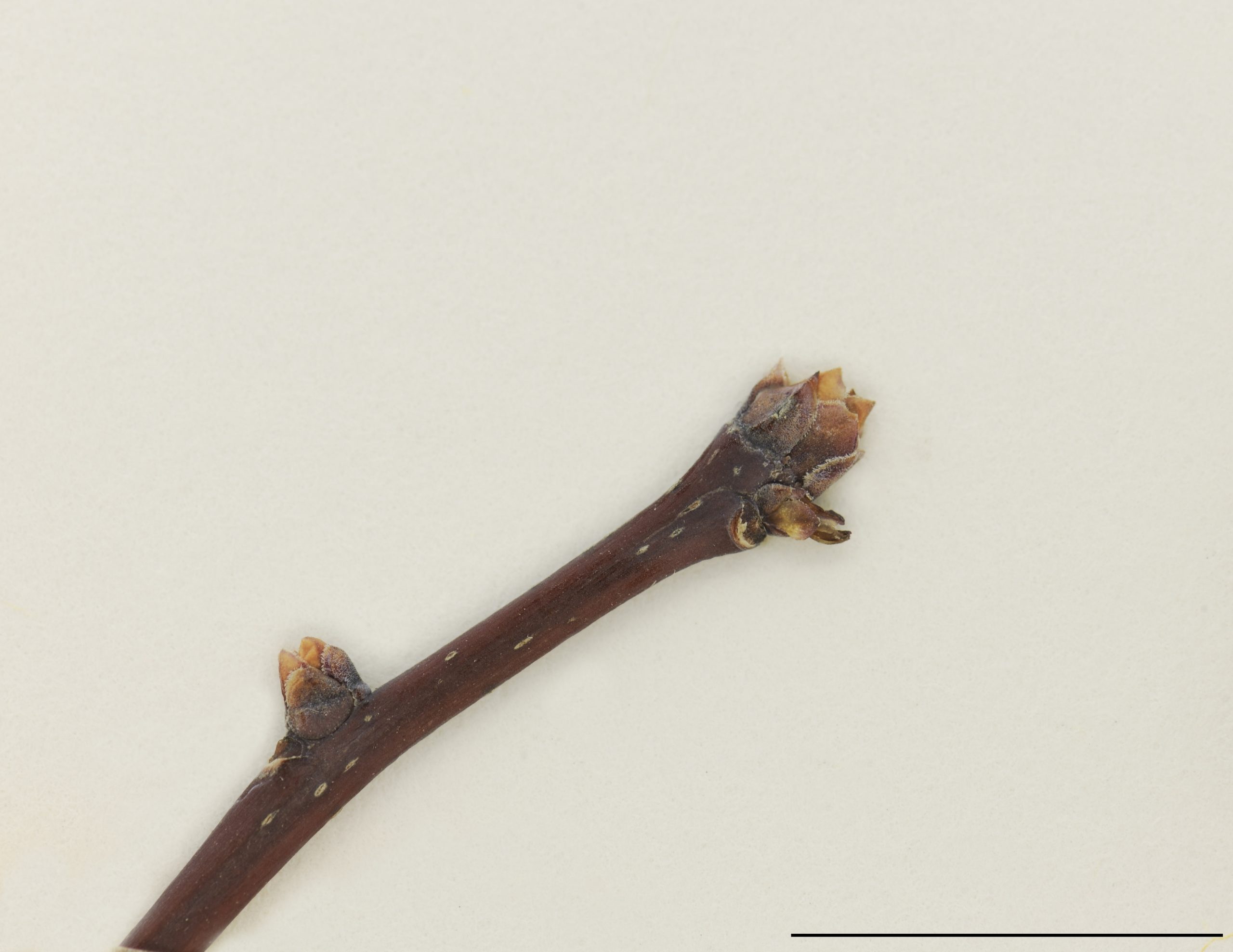 Écorce grise et bourgeons terminaux ovoïdes bruns clairs