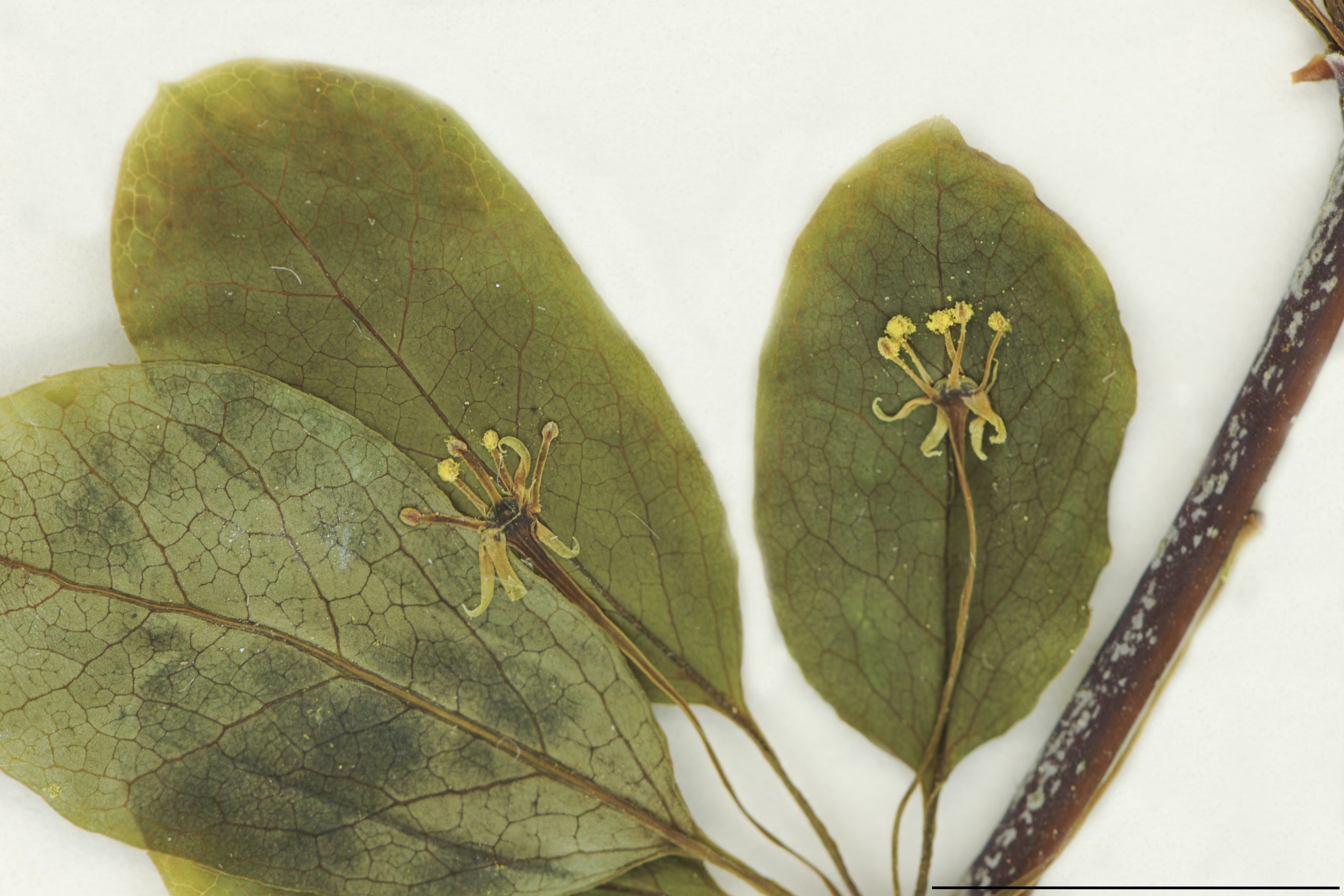 Fleurs petites, solitaires à l'aisselle des feuilles, portées par un pédicelle de 2-3 cm de long; pétales 4 ou 5, linéaires, verdâtres, longs de 1,5 à 3 mm