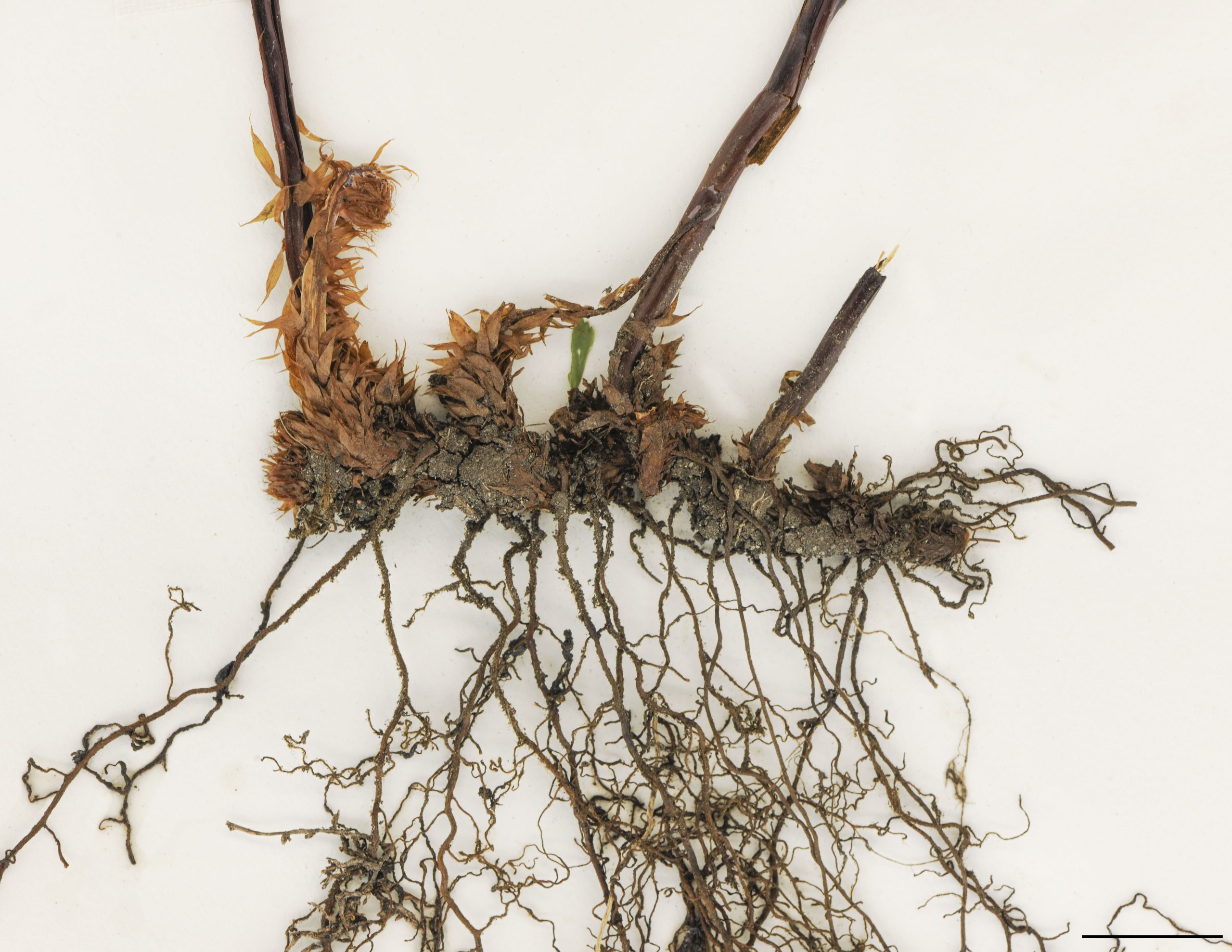 Rhizome 2 à 5 mm de diamètre, noirâtre à brun rouge, écailleux.