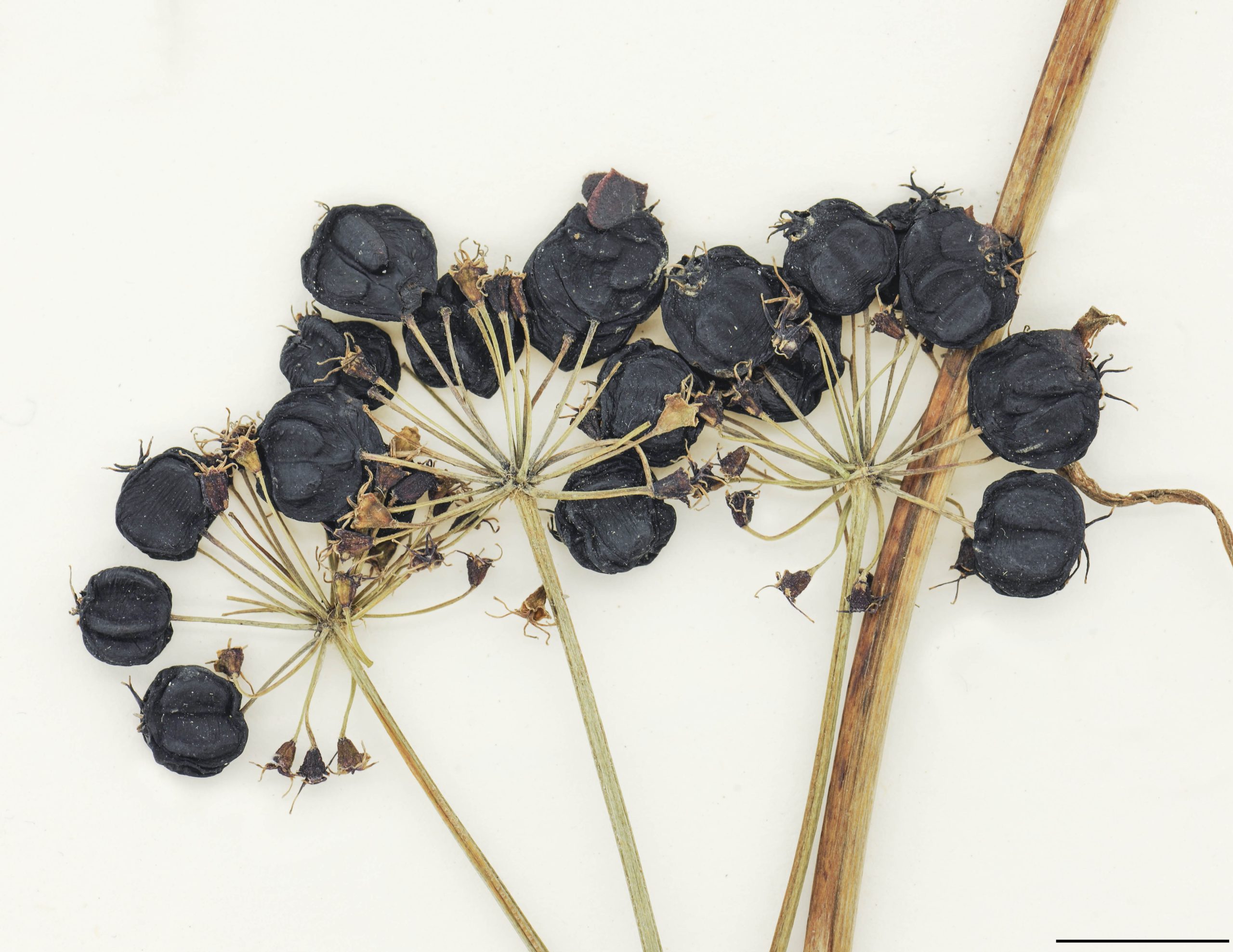 Baies pourpre noirâtre à presque noires, globuleuses, 5 à 10 mm de diamètre, surmontées des styles persistants.