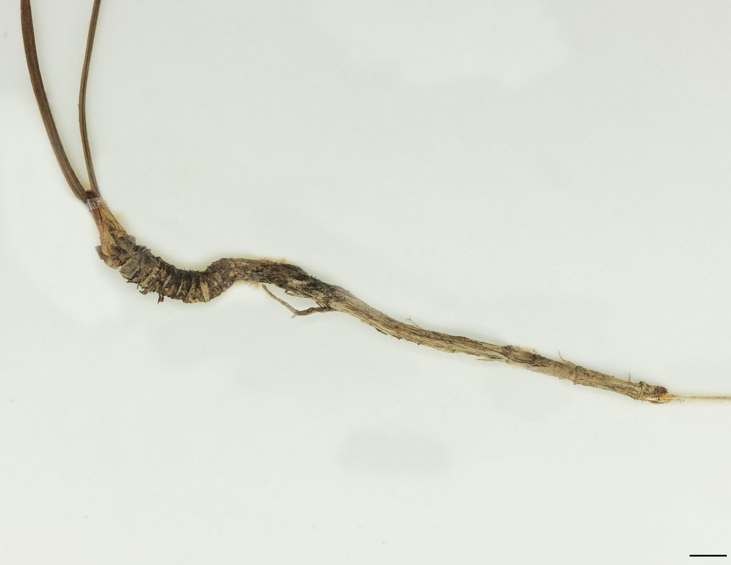 Rhizome allongé, rampant, superficiel, très odorant, 7-12 mm de diamètre.