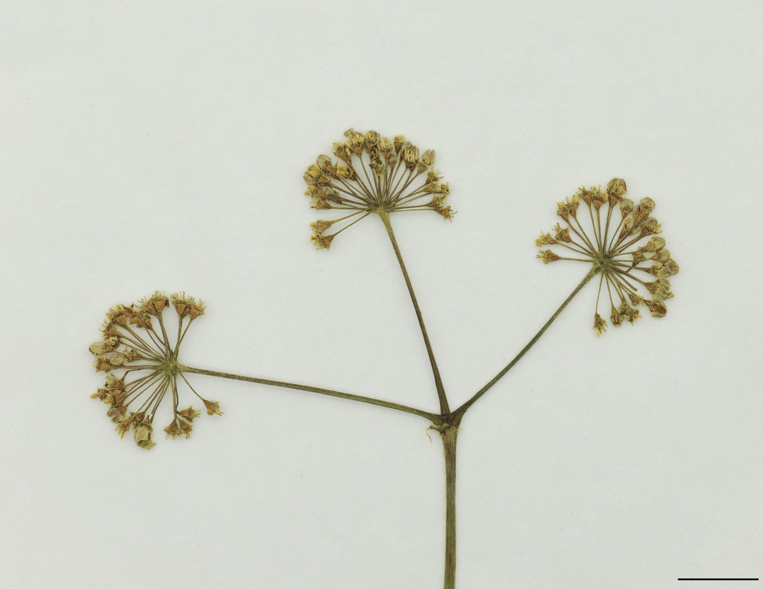 Inflorescence solitaire; ombelles 3, parfois 2 ou 4; fleurs nombreuses, à pétales blancs ou verdâtres, 1-2 mm de long.