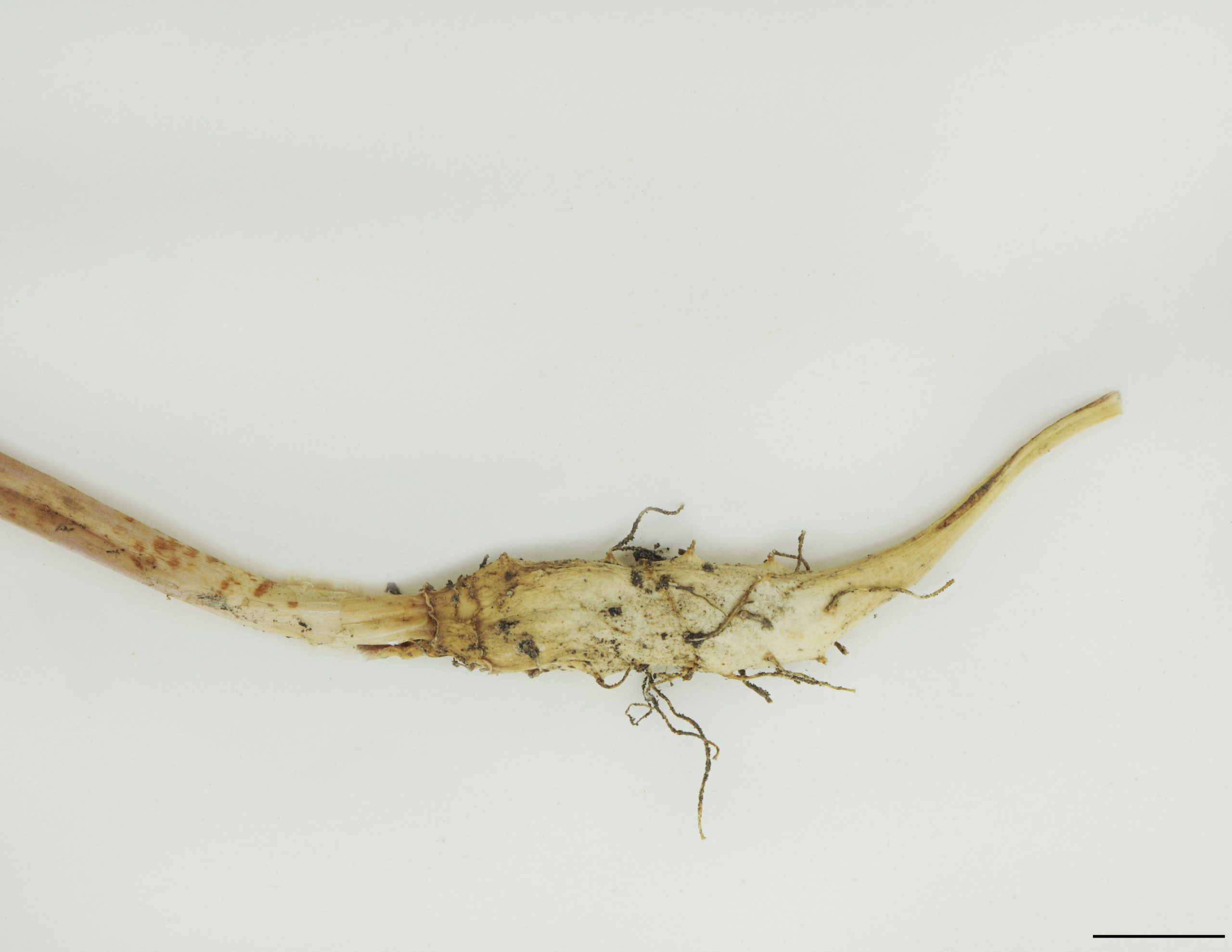 Rhizome horizontal, tubéreux, blanc, long de 2 à 7 cm.