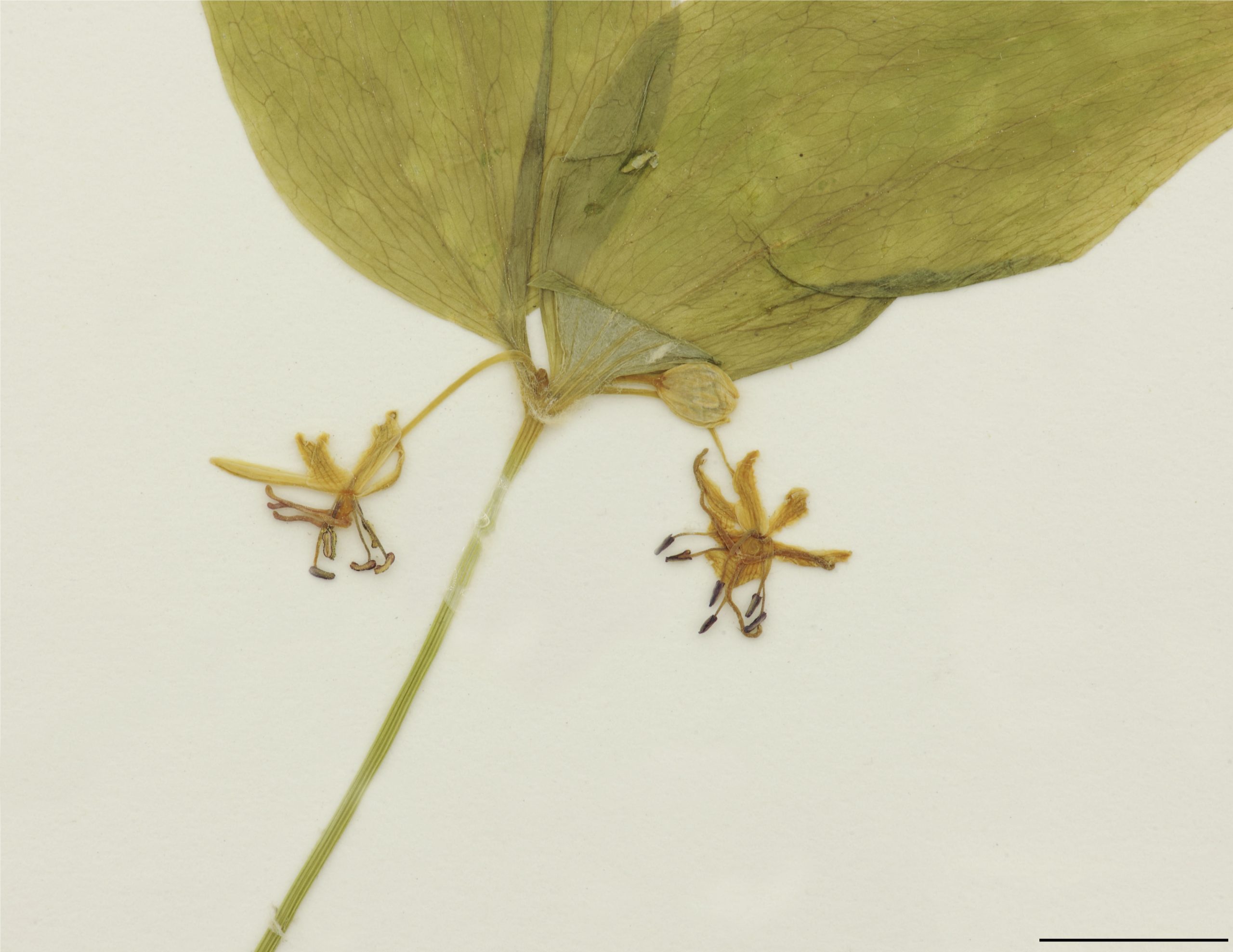 Fleurs 2 à 9, réclinées, en ombelle terminale; tépales jaunes ou verdâtres, styles 3, longs, recourbés, rouge pourpre; étamines 6, à anthères jaunes, orangées ou rose foncé.