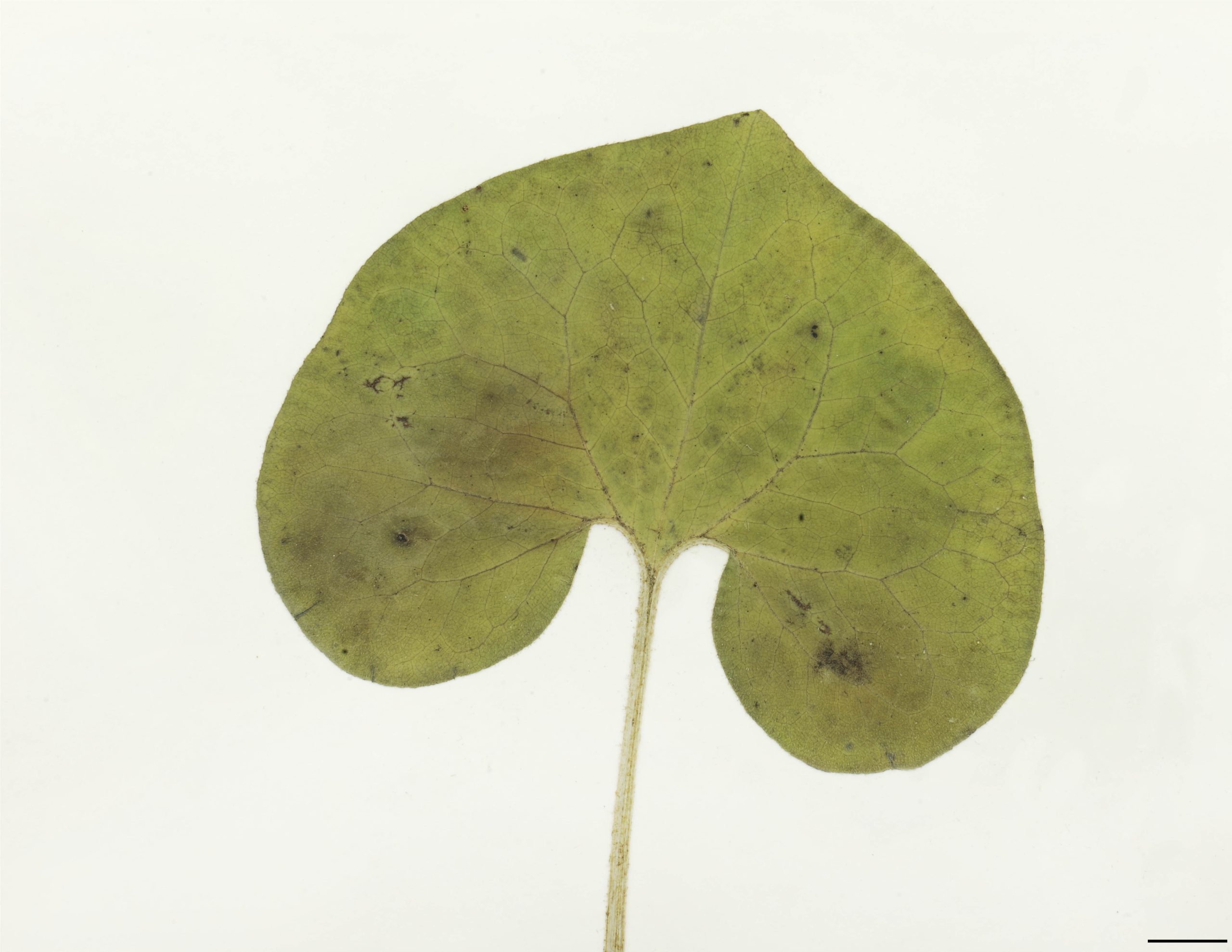 Feuilles 2, réniformes ou cordées, 10 à 18 cm de long, satinées au toucher, pubescentes au revers et à la marge; pétiole aussi long à plus long que le limbe, couvert de longs poils blanchâtres.
