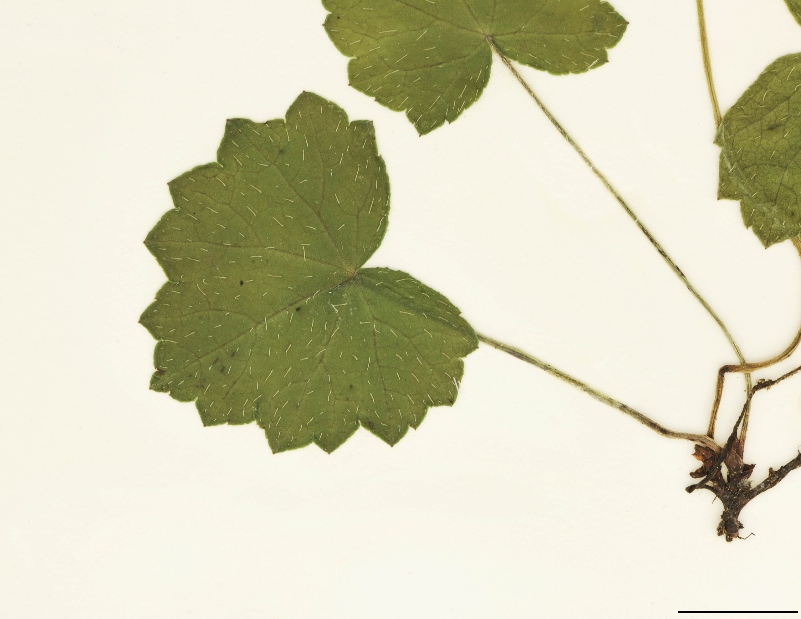Feuilles toutes basilaires, longuement pétiolées, cordées à réniformes, crénelées à la marge, munies de poils raides et dressés.