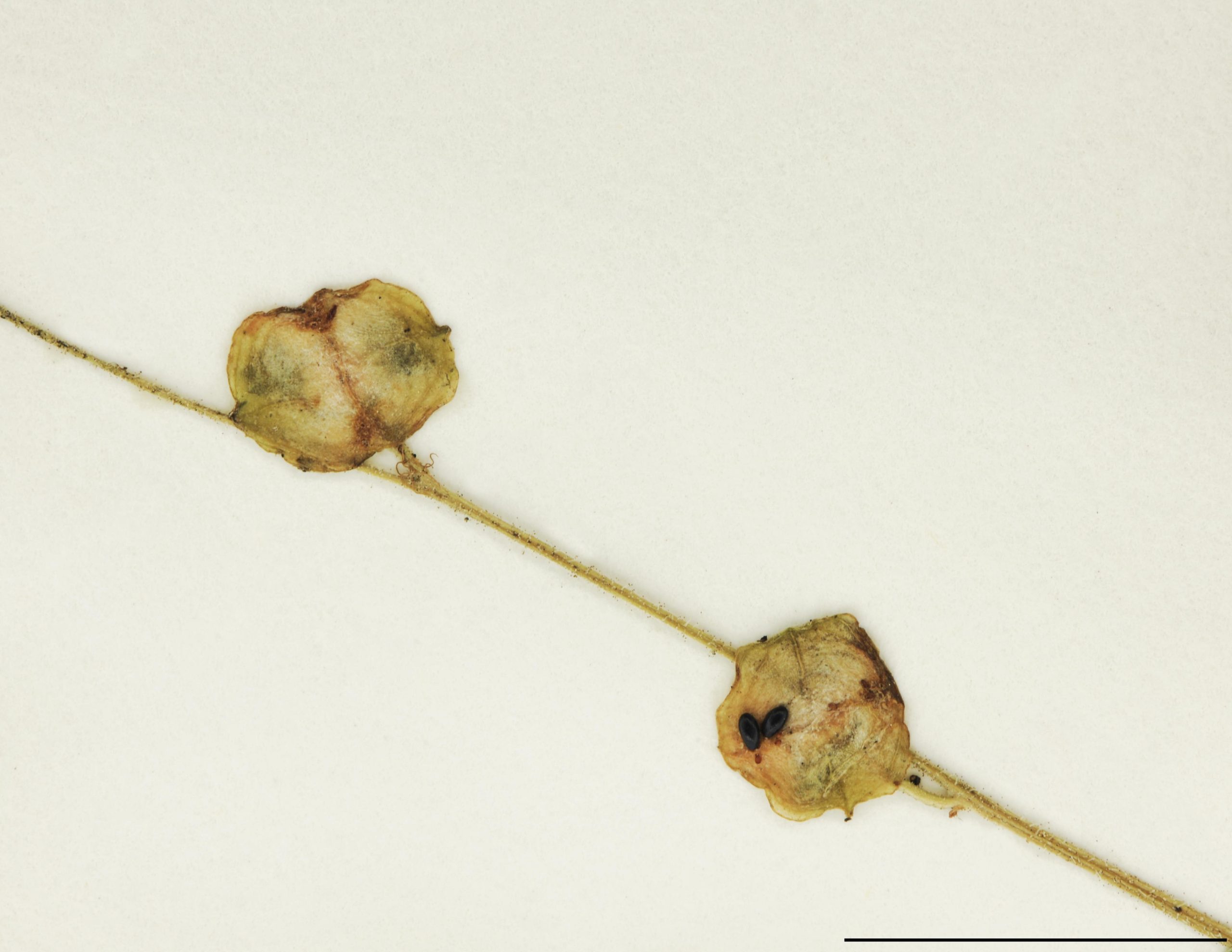 Capsules s'ouvrant par 2 valves, 2 à 3 mm de long, laissant voir les graines noires et luisantes.