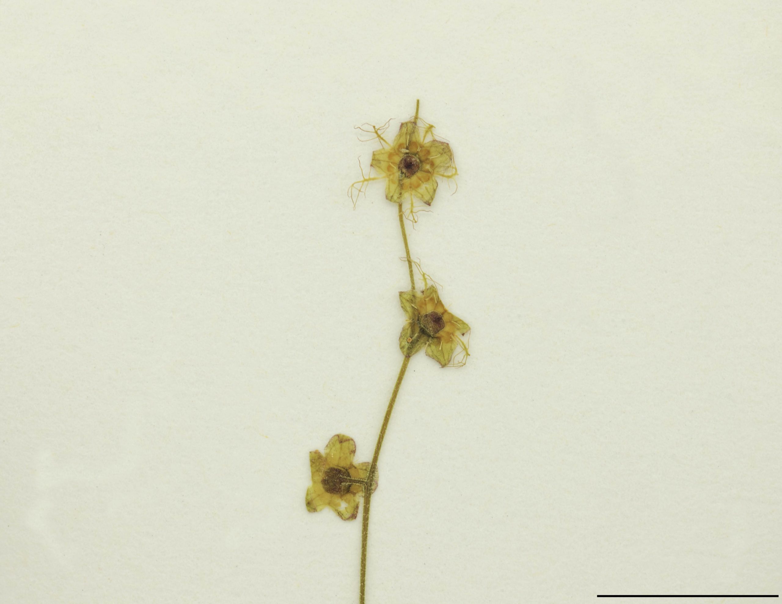 Fleurs verdâtres, 4-5 mm de diamètre, groupées en racème; sépales triangulaires, blanc verdâtre; pétales pennatifides, à segments filiformes, blanc verdâtre.