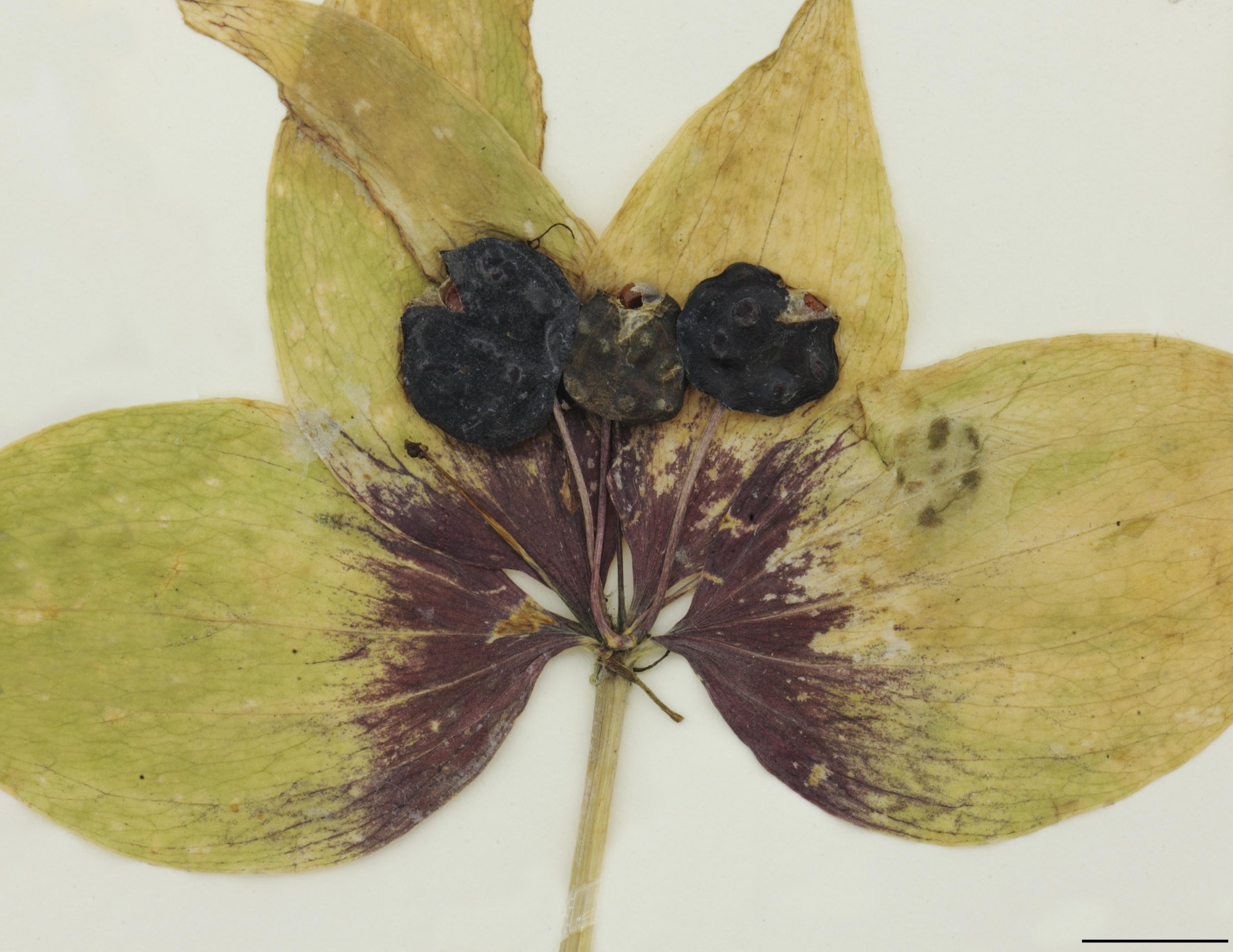 Baies globuleuses, pourpre foncé à noires, 5 à 12 mm de diamètre.