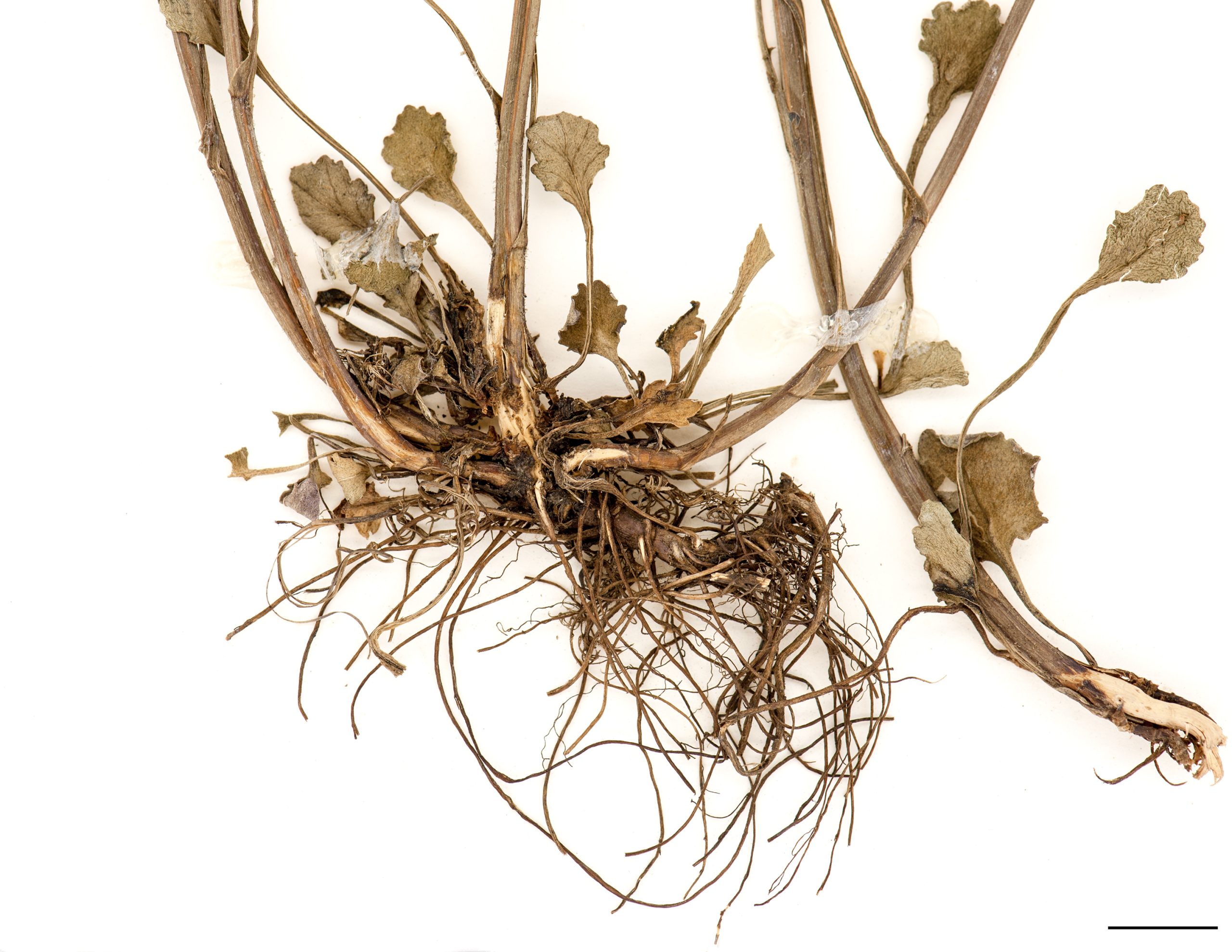 Base du plant en rosette, présence d'une racine principale portant de nombreuses racines fibreuses.