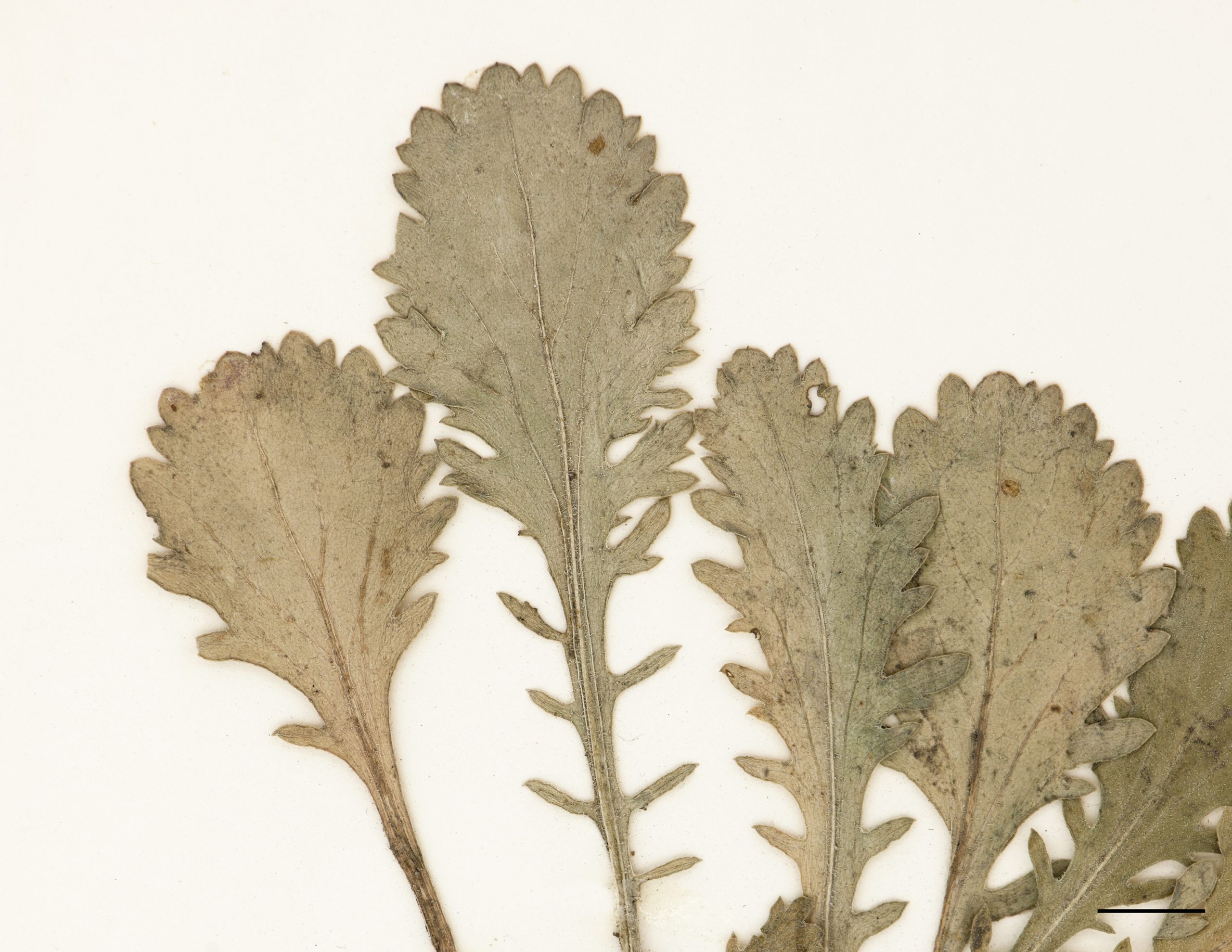 Feuilles caulinaires allongées, découpées en segments dentés, sessiles et embrassantes sur la tige.