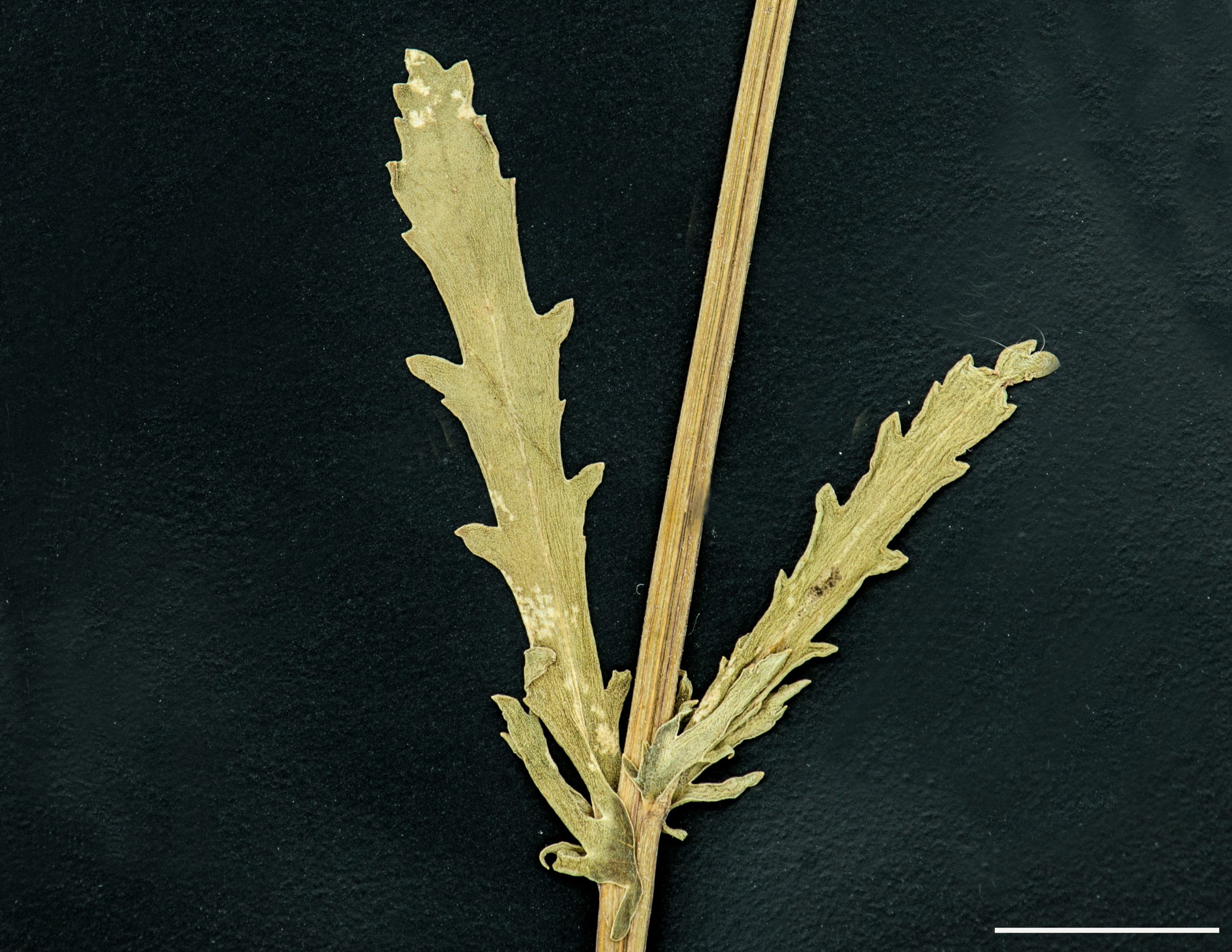 Feuilles basales ovales arrondies, bord du limbe nettement denté, dents arrondies; le limbe s’atténue graduellement en pétiole.