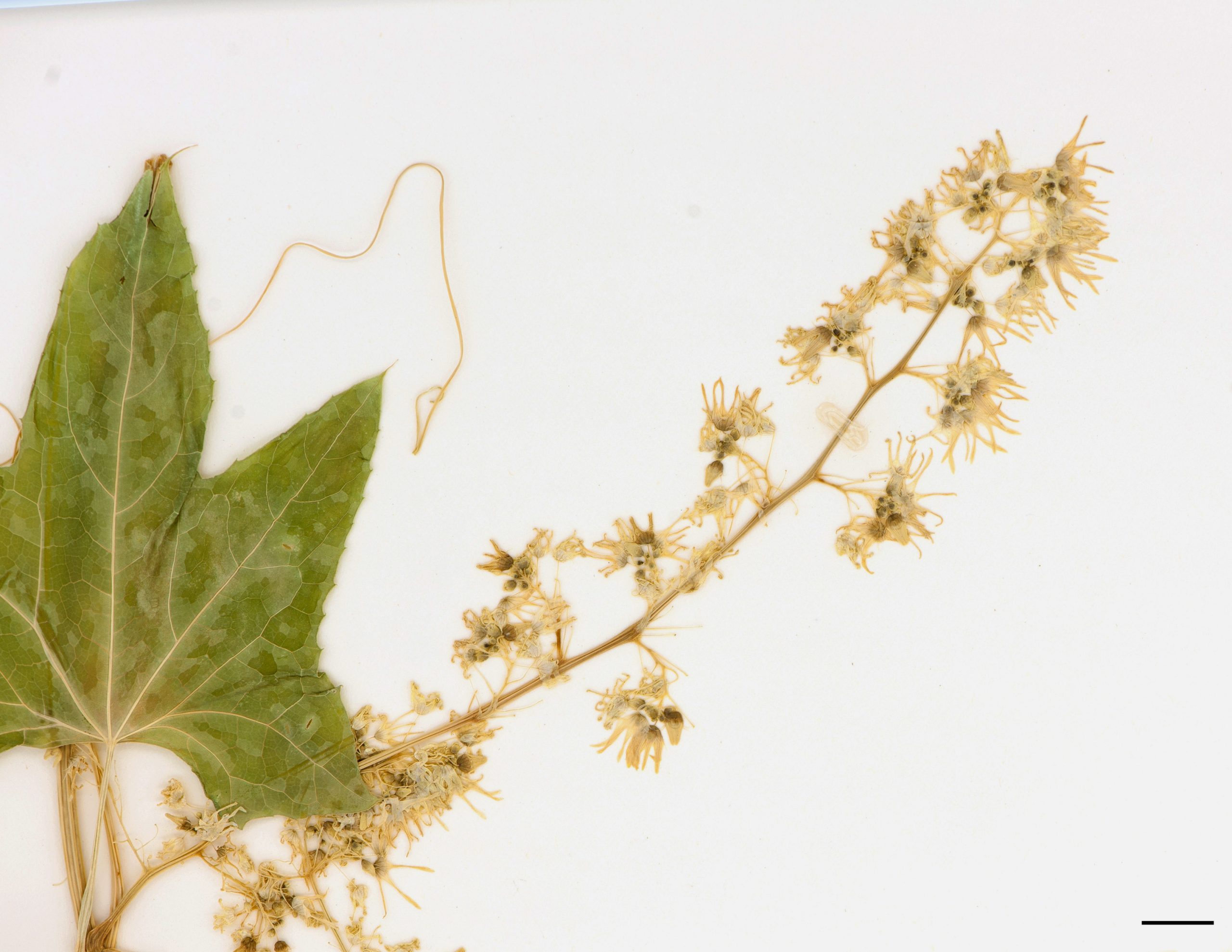 Fleurs mâles et femelles séparées sur le plant, fleurs mâles sur de longues grappes composées, fleurs femelles solitaires à l’aisselle des rameaux sous les fleurs mâles.