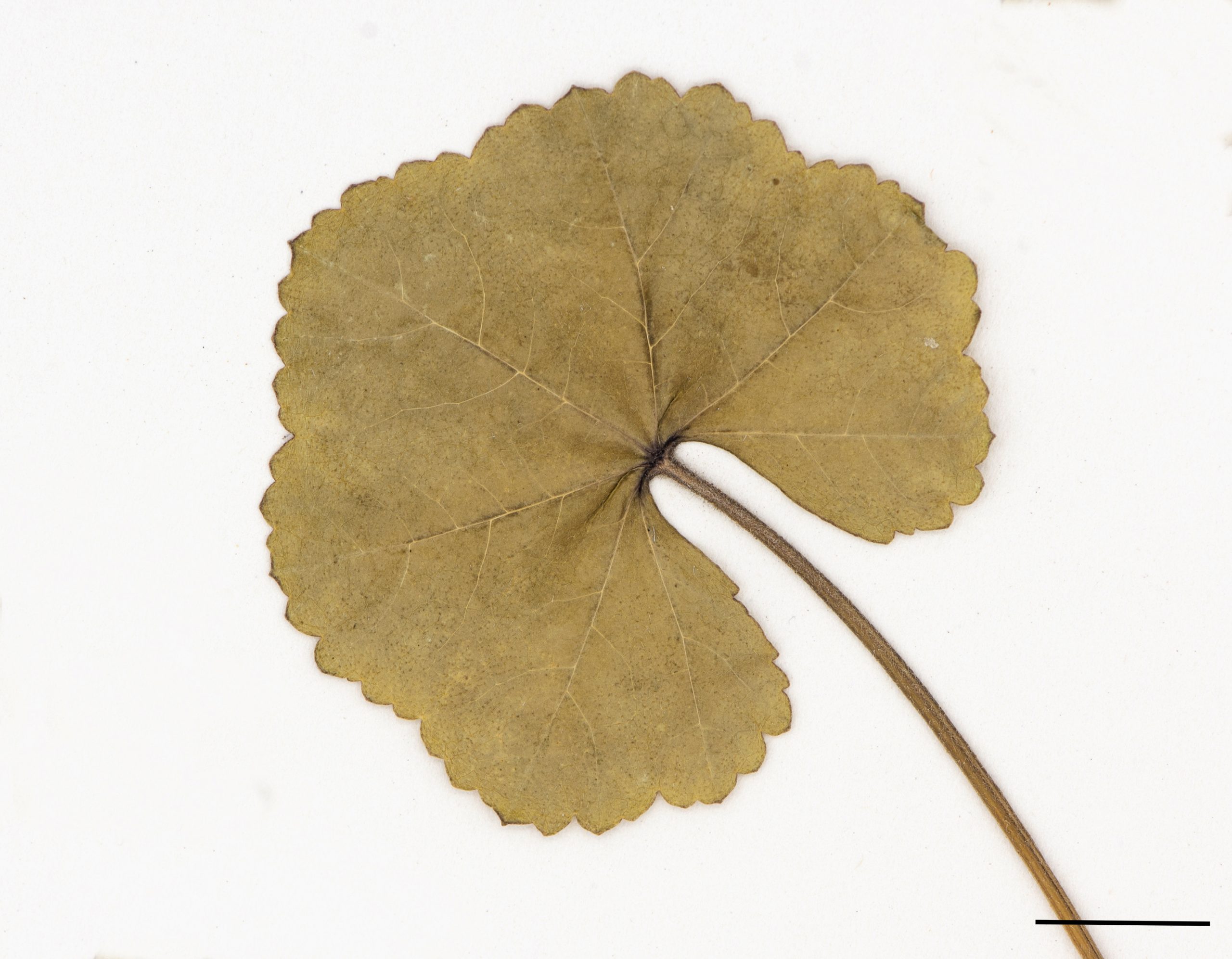 Feuilles orbiculaires, cordées, légèrement lobées.