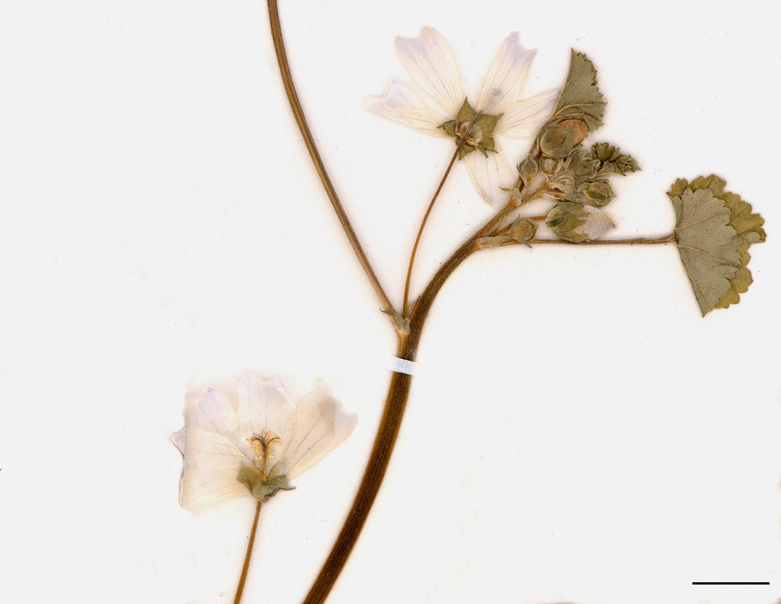 Fleurs de couleur pâle, pétales deux fois plus longs que les sépales, disposés à l’aisselle de feuilles.