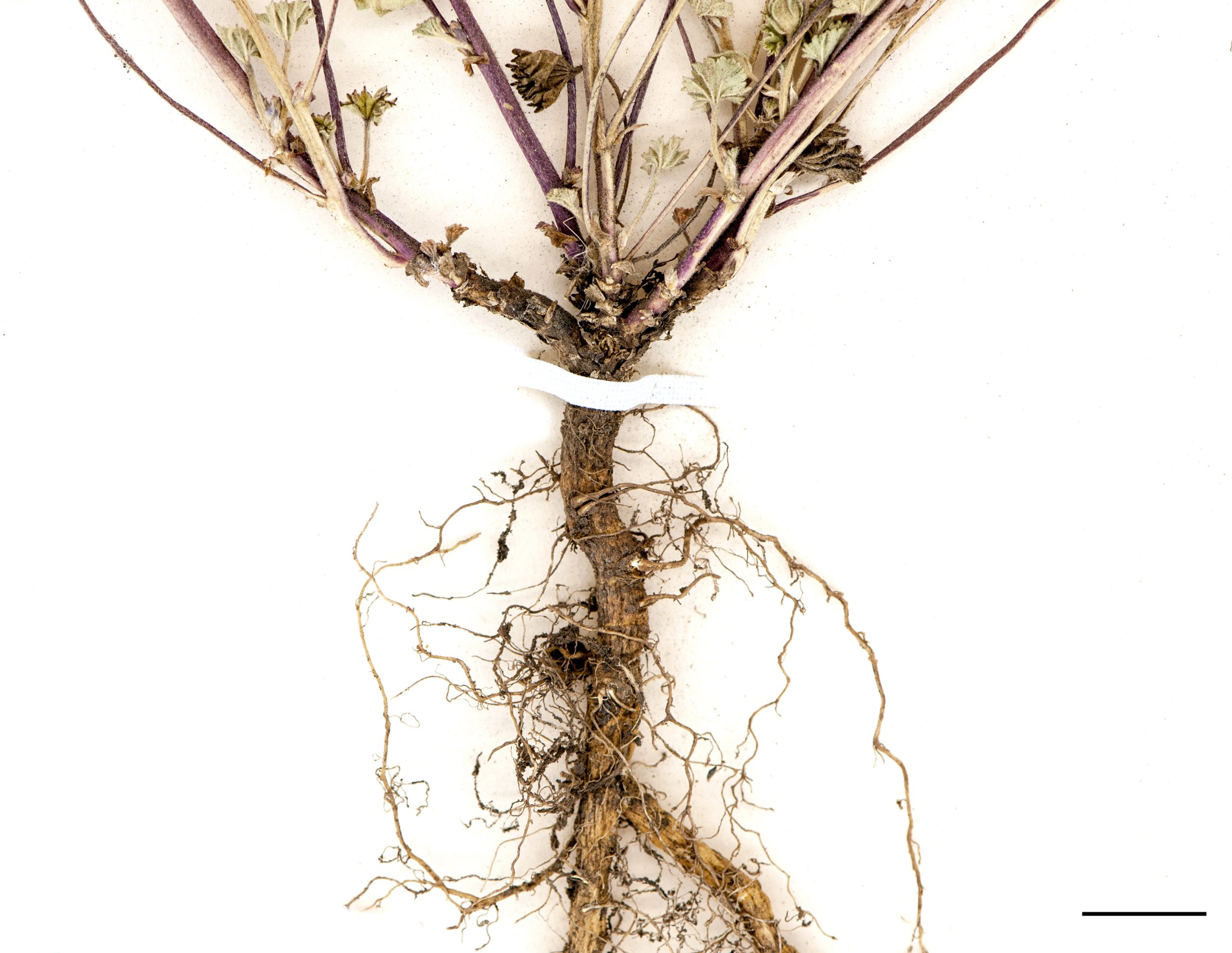 Base du plant épaissie, racines fasciculées.