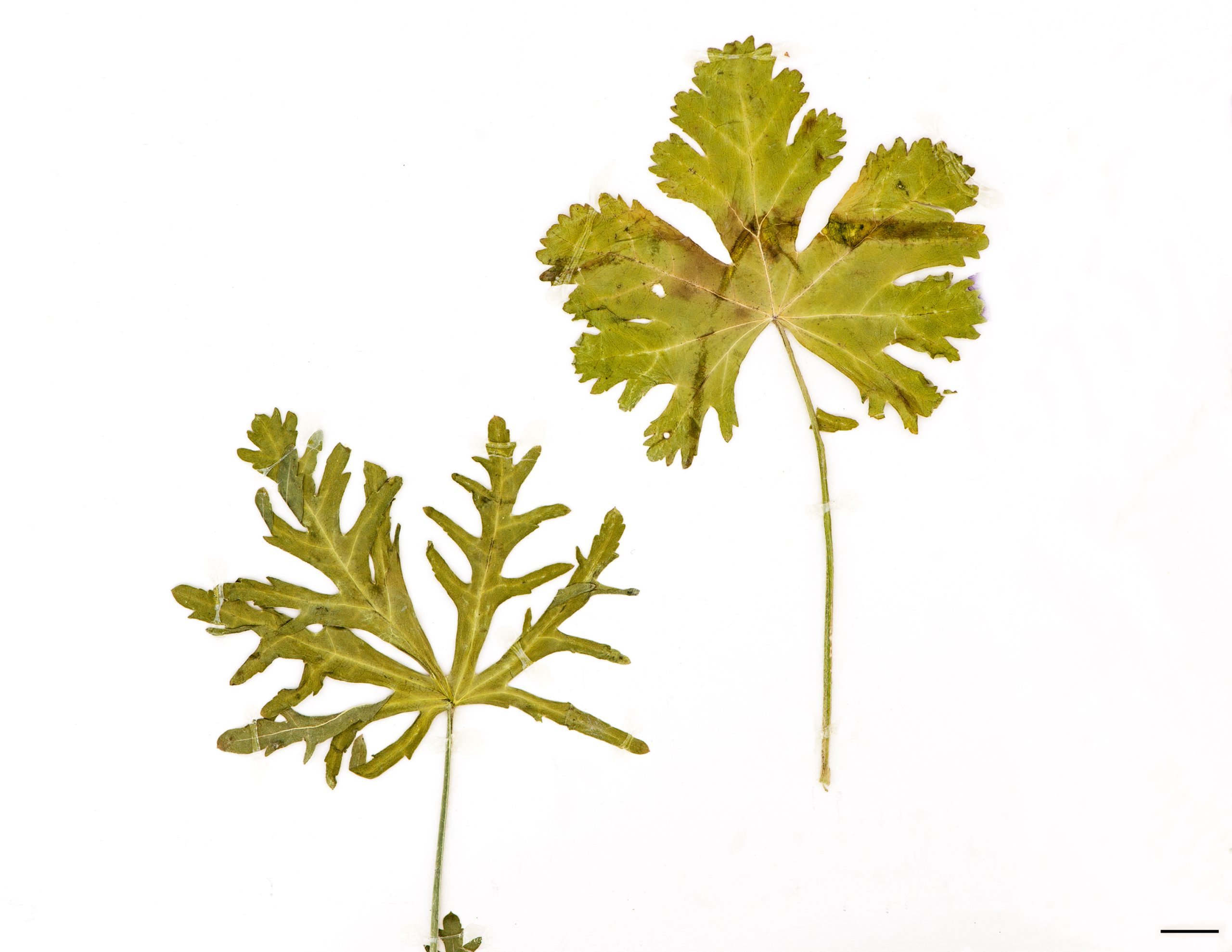 Feuilles divisées en segments linéaires ou cunéaires, limbe pubescent.