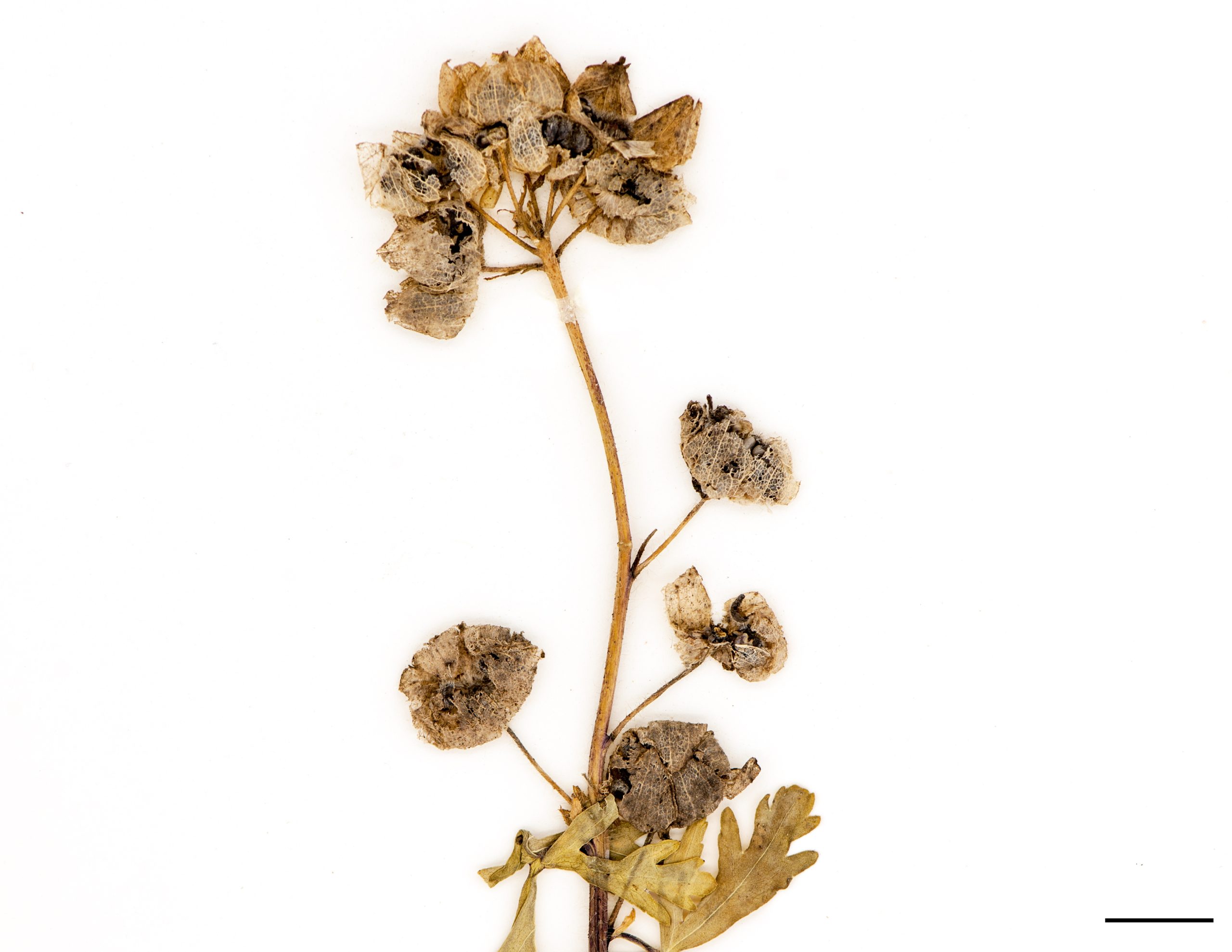 Fruit, des carpelles (graines) disposés en couronnes, entourés d’un calice (peu visible).