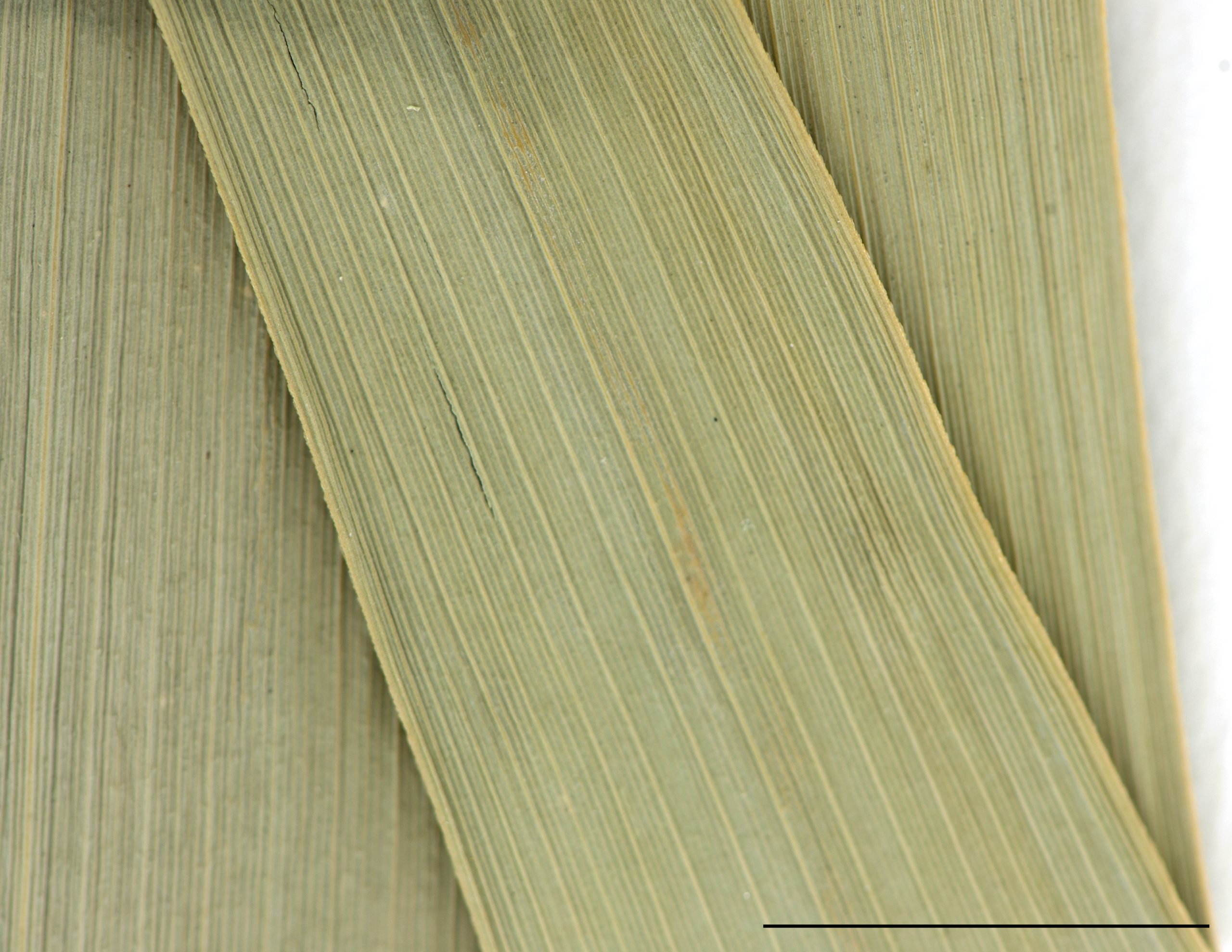 Limbe plat, lisse et glabre.