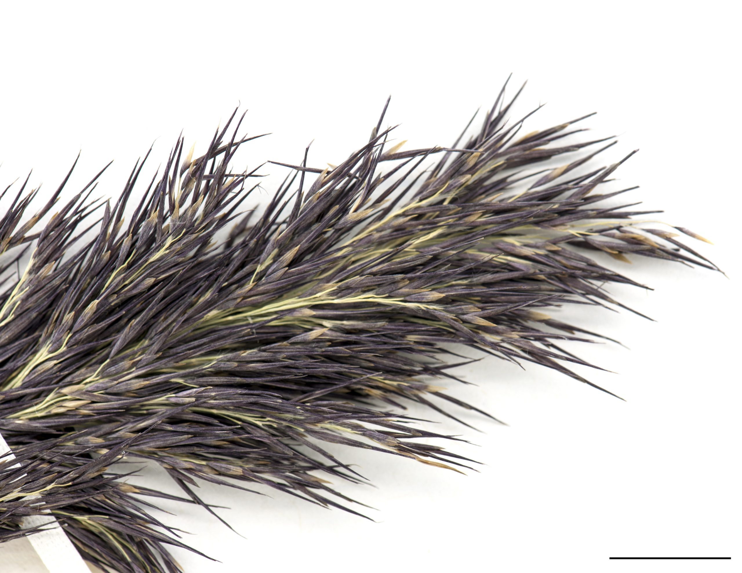 Inflorescence de différentes teintes.