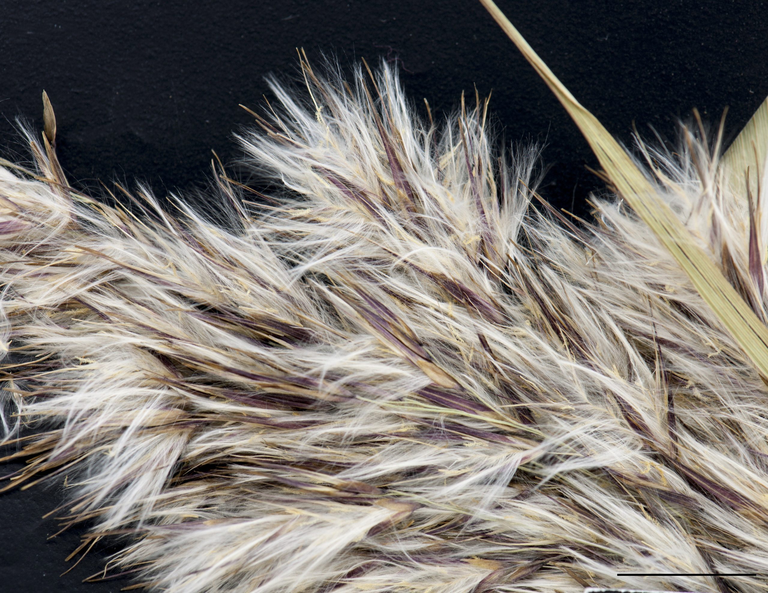 Épillets pluriflores accompagnés de poils blancs et soyeux.