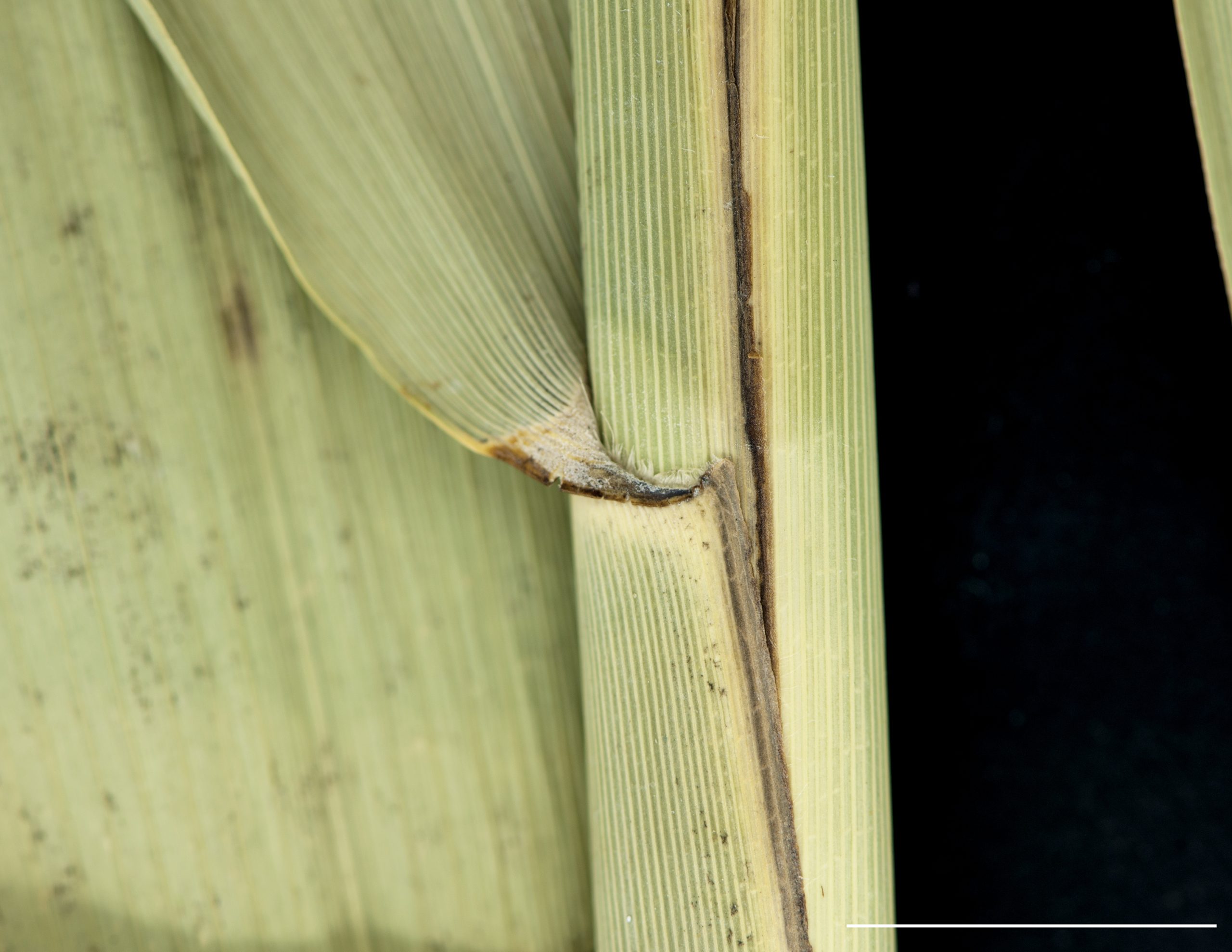 Ligule ciliée composée de poils de différente longueur; oreillettes absente.