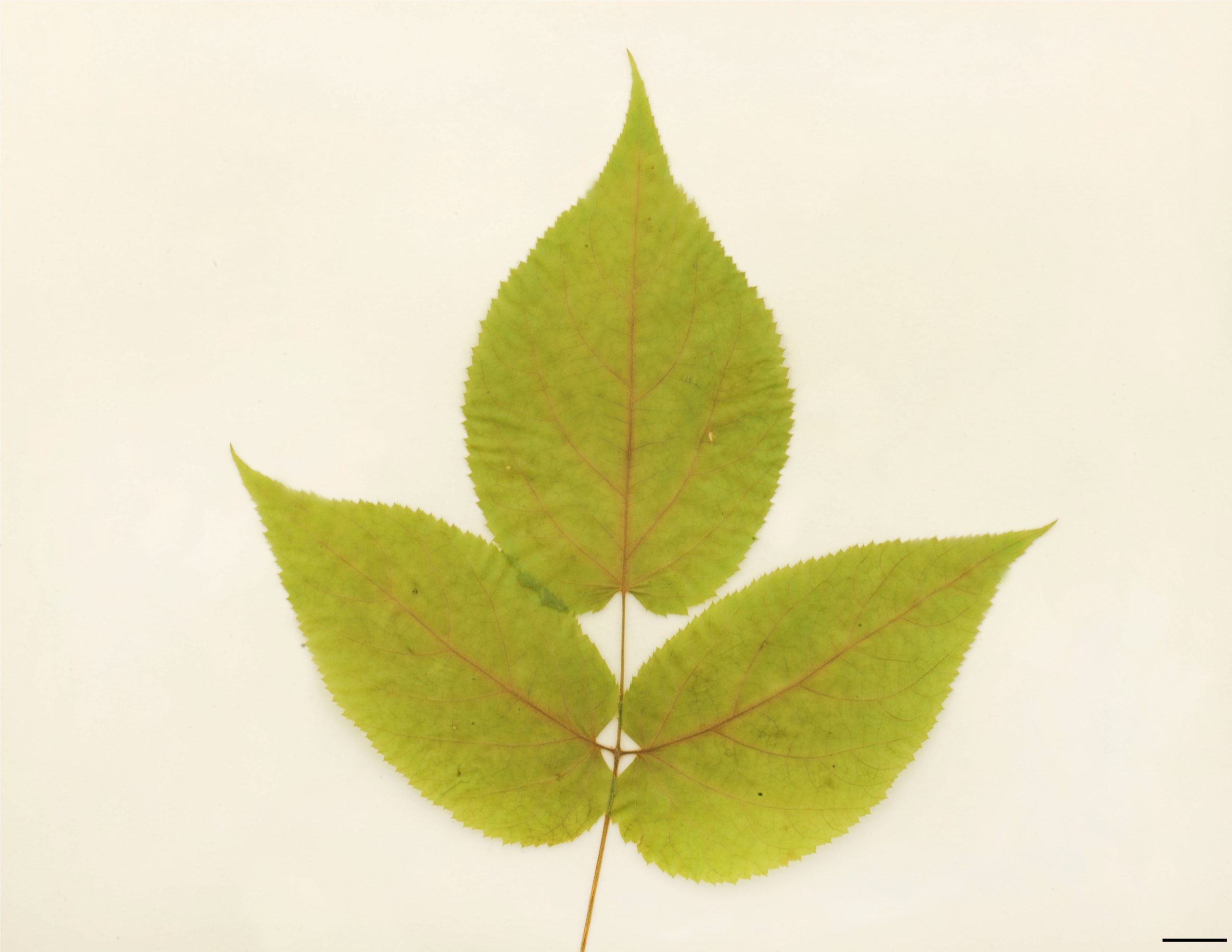 Feuille composée, à 3 ou 5 folioles. Folioles longues de 5 à 15 cm, ovées, acuminées à l'extrémité, fortement dentés.