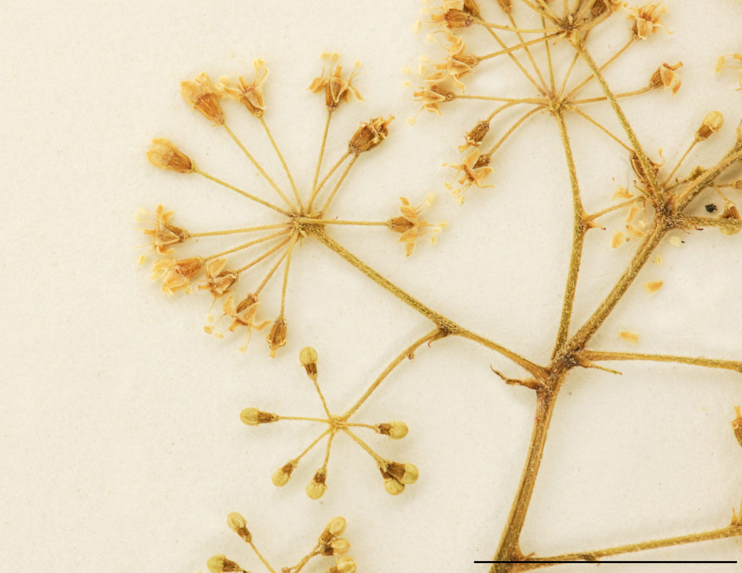Fleurs blanchâtres réunies en ombelles, groupées en racèmes ou en panicules.