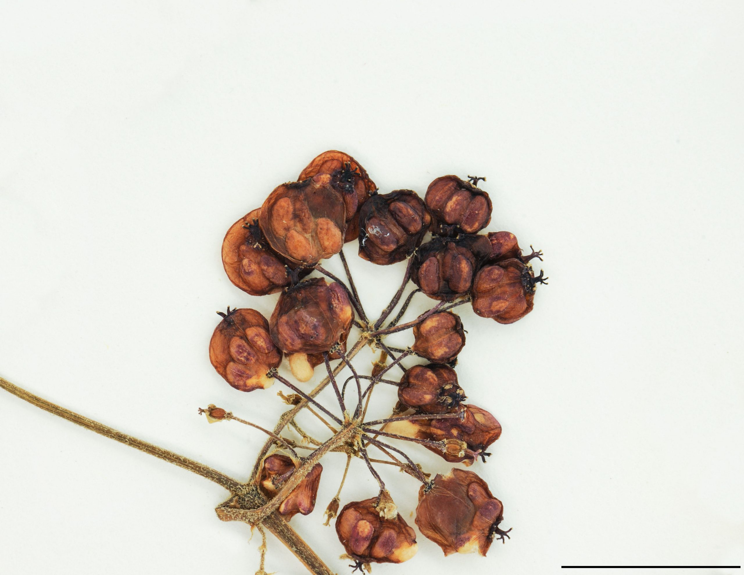 Baies sphériques, rouge foncé, de 5 à 6 mm de diamètre.