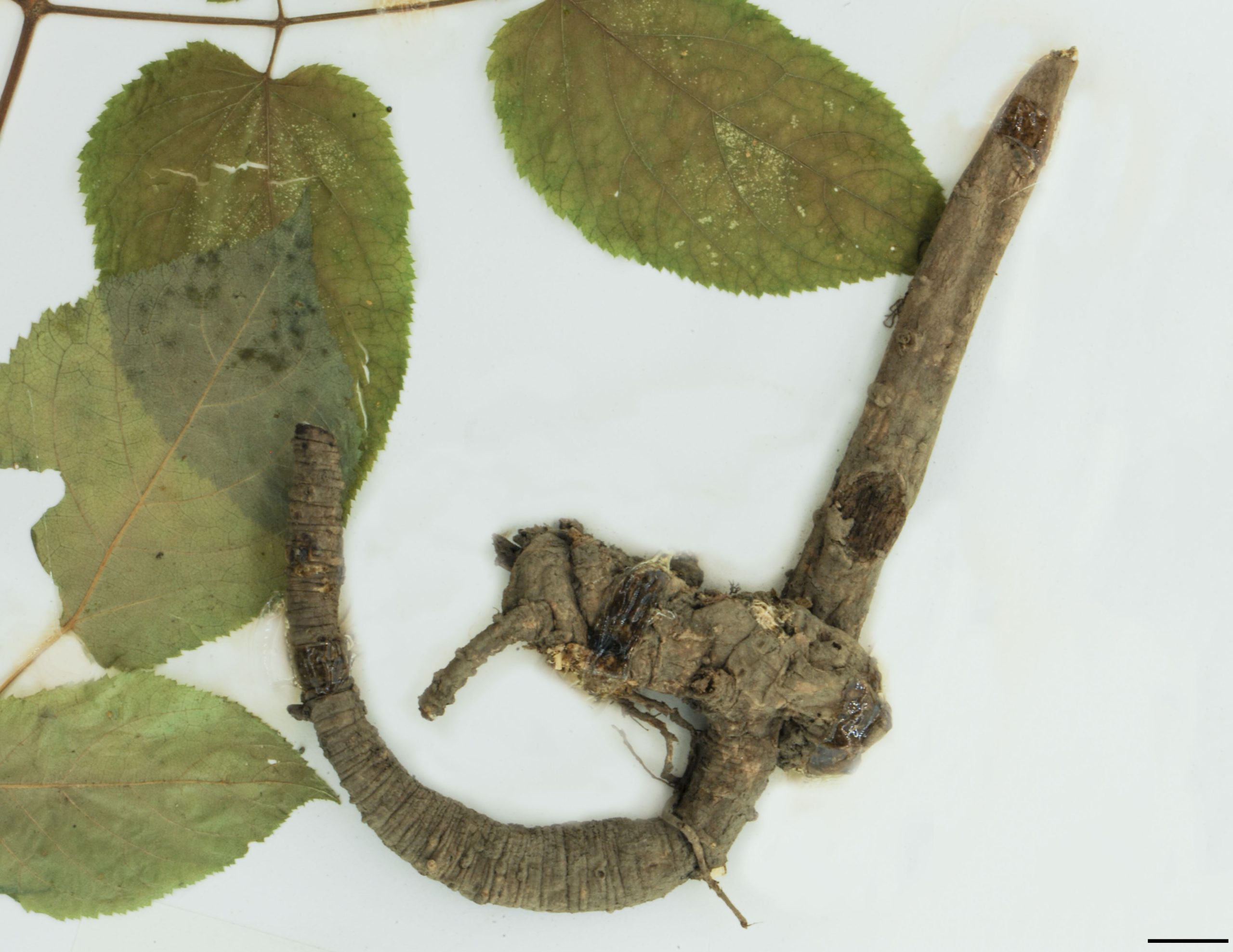 Rhizome très gros et aromatique.