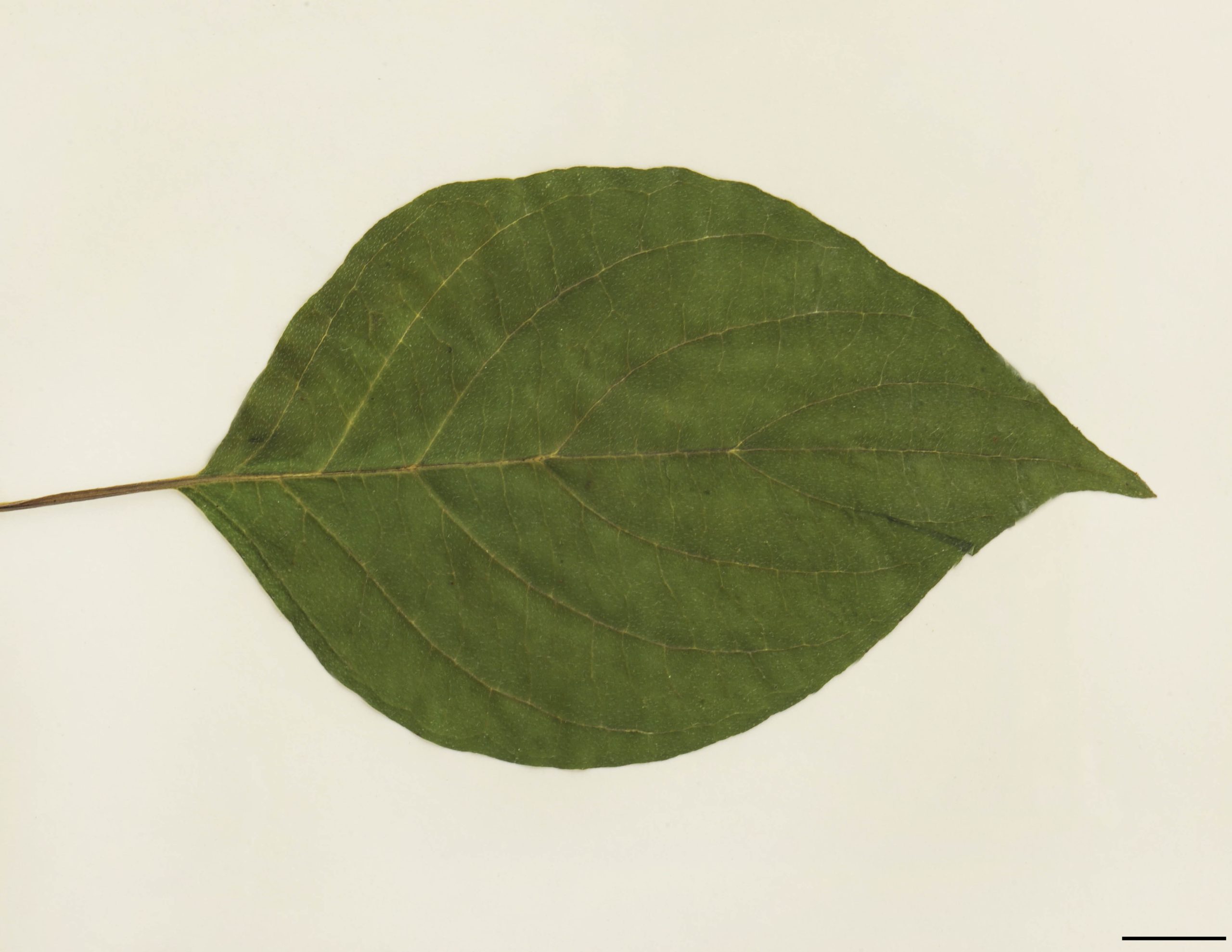 Feuilles alternes, paraissant presque opposées à l'extrémité des rameaux, entières, ovées ou elliptiques, 5 à 10 cm de long, vert pâle à vert foncé, brusquement acuminées au sommet, pubescentes, ondulées à la marge.