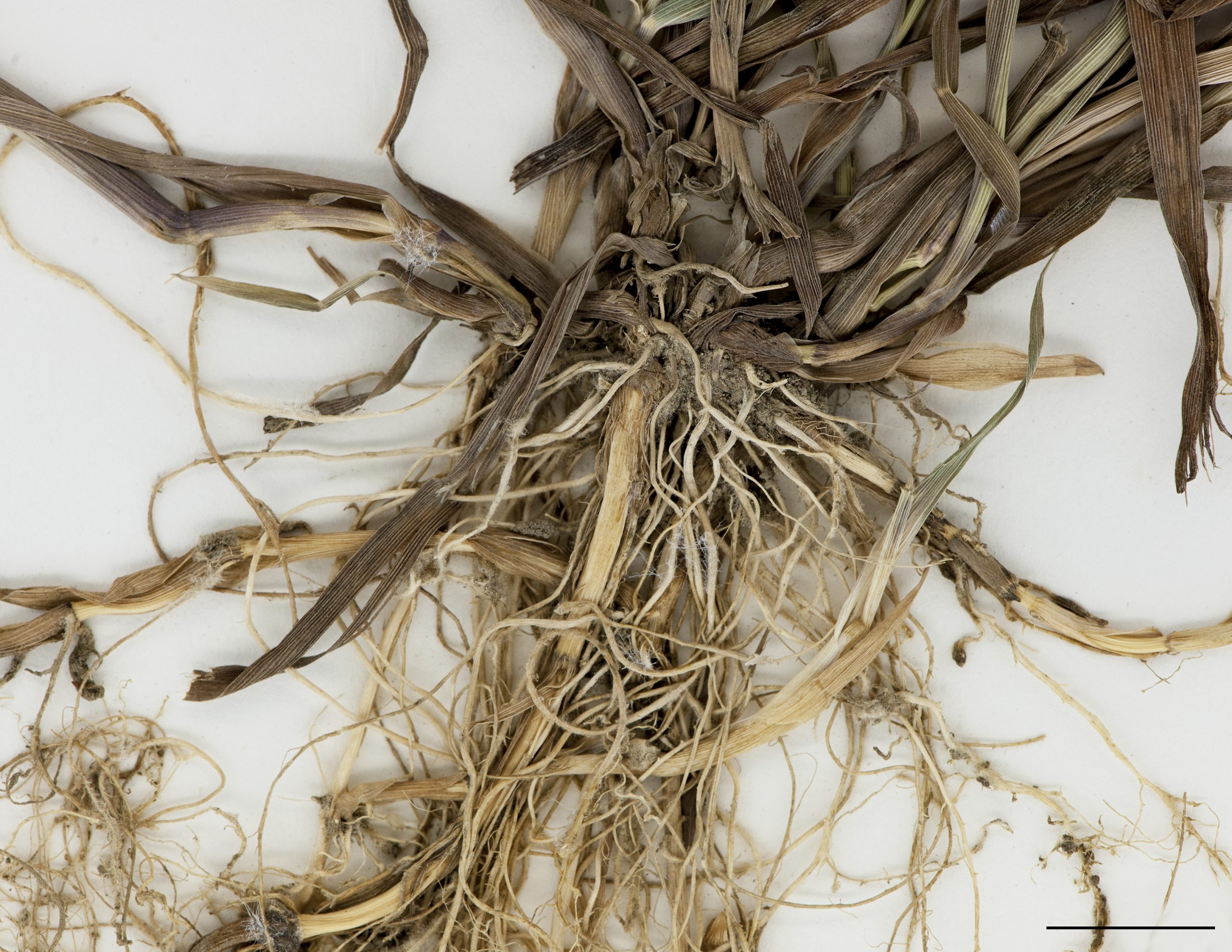 Rhizomes et racines