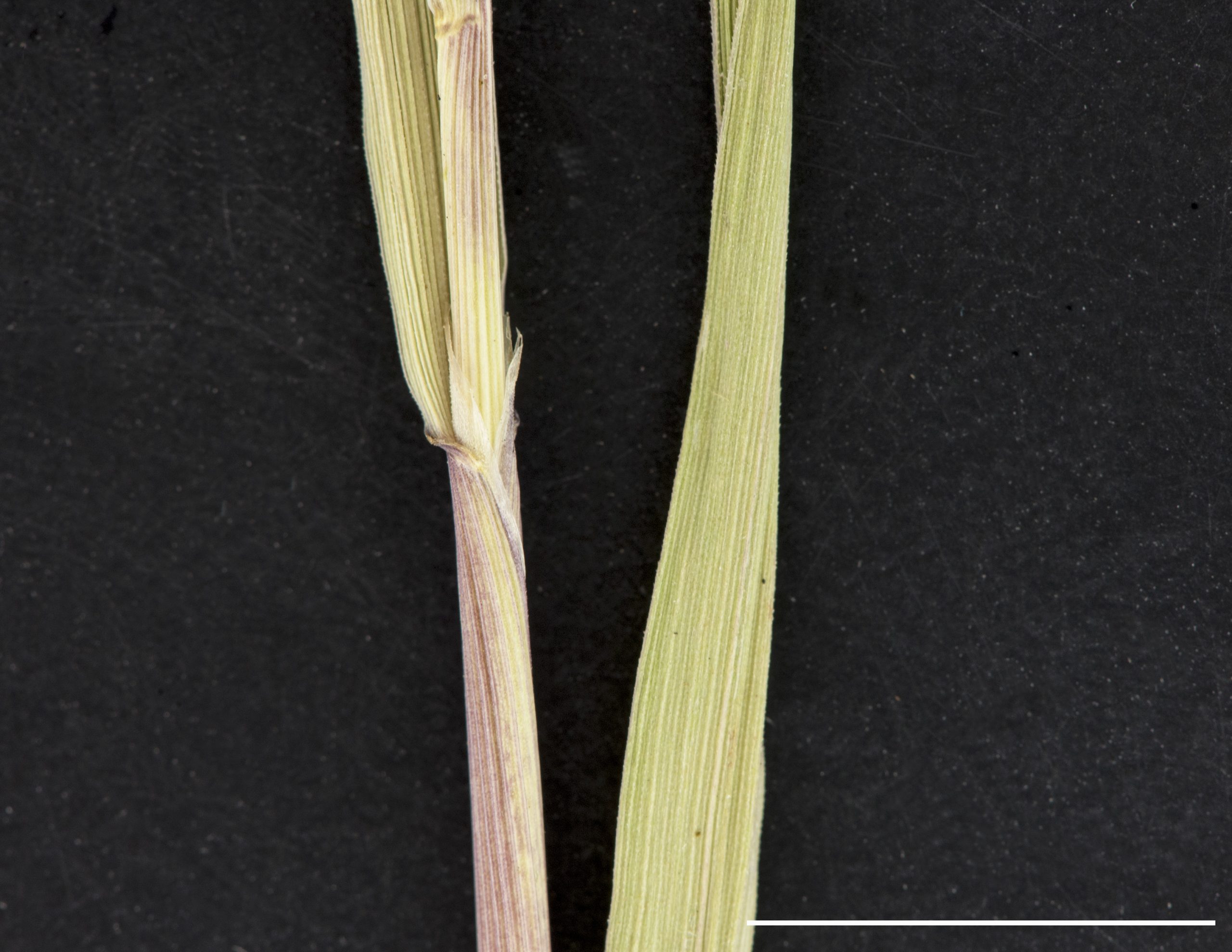 Gaine et ligule membraneuse