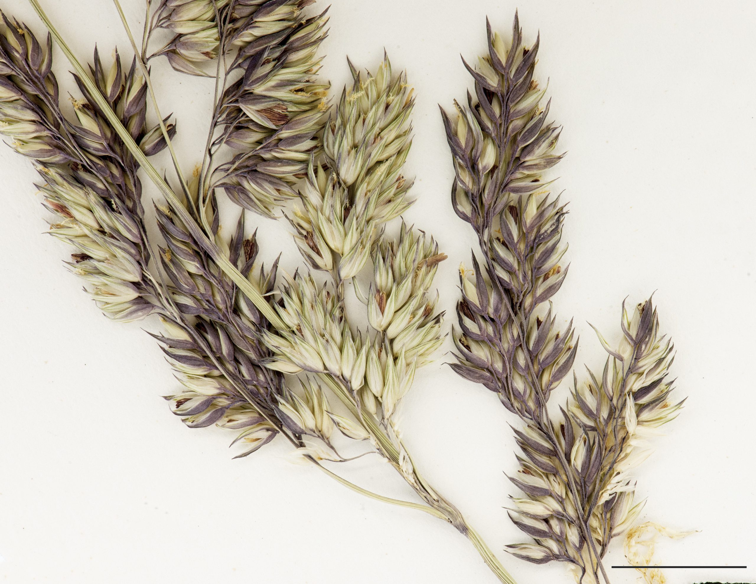 Section d'une panicule et épillets