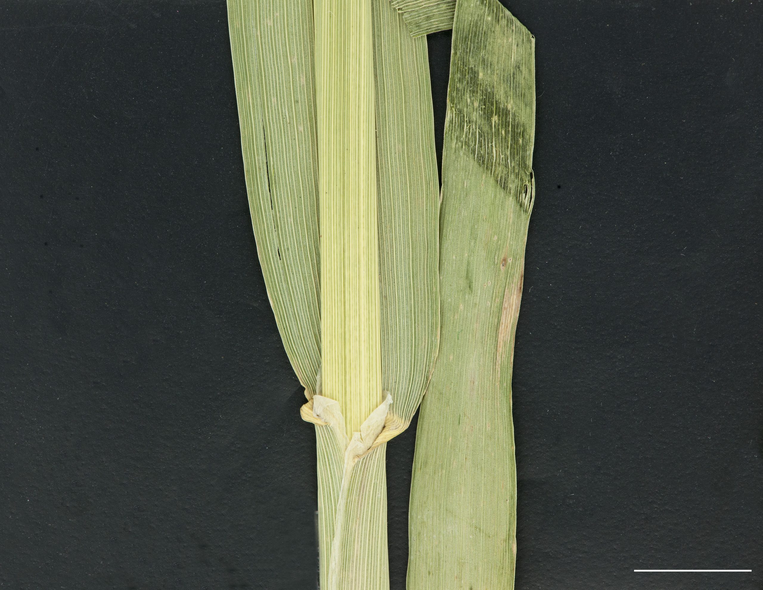 Limbe glabre, marge de la gaine et ligule