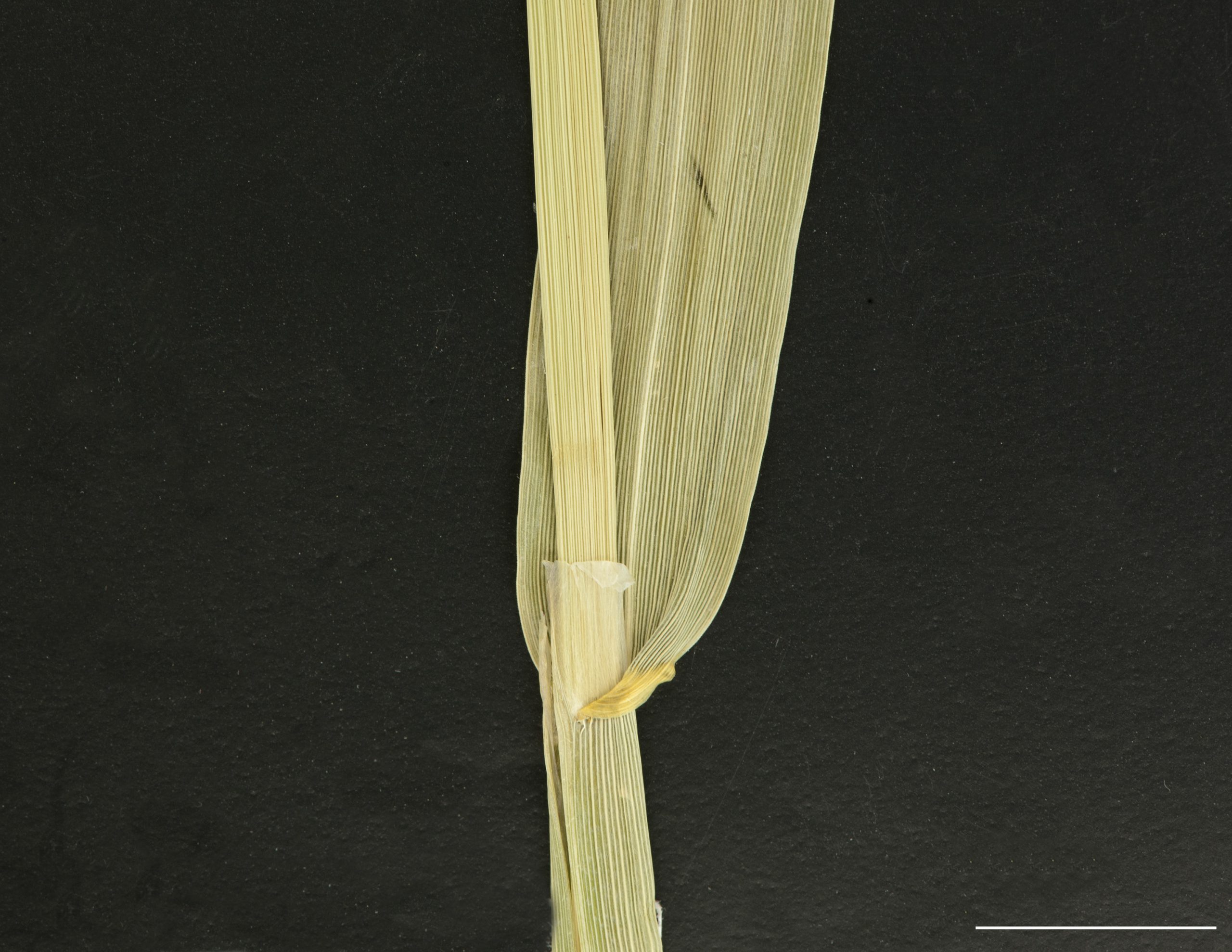 Ligule membraneuse, collet et limbe