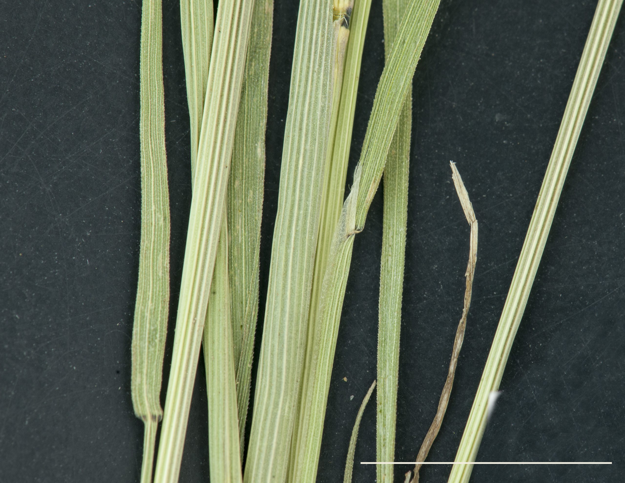 Ligule membraneuse et longue