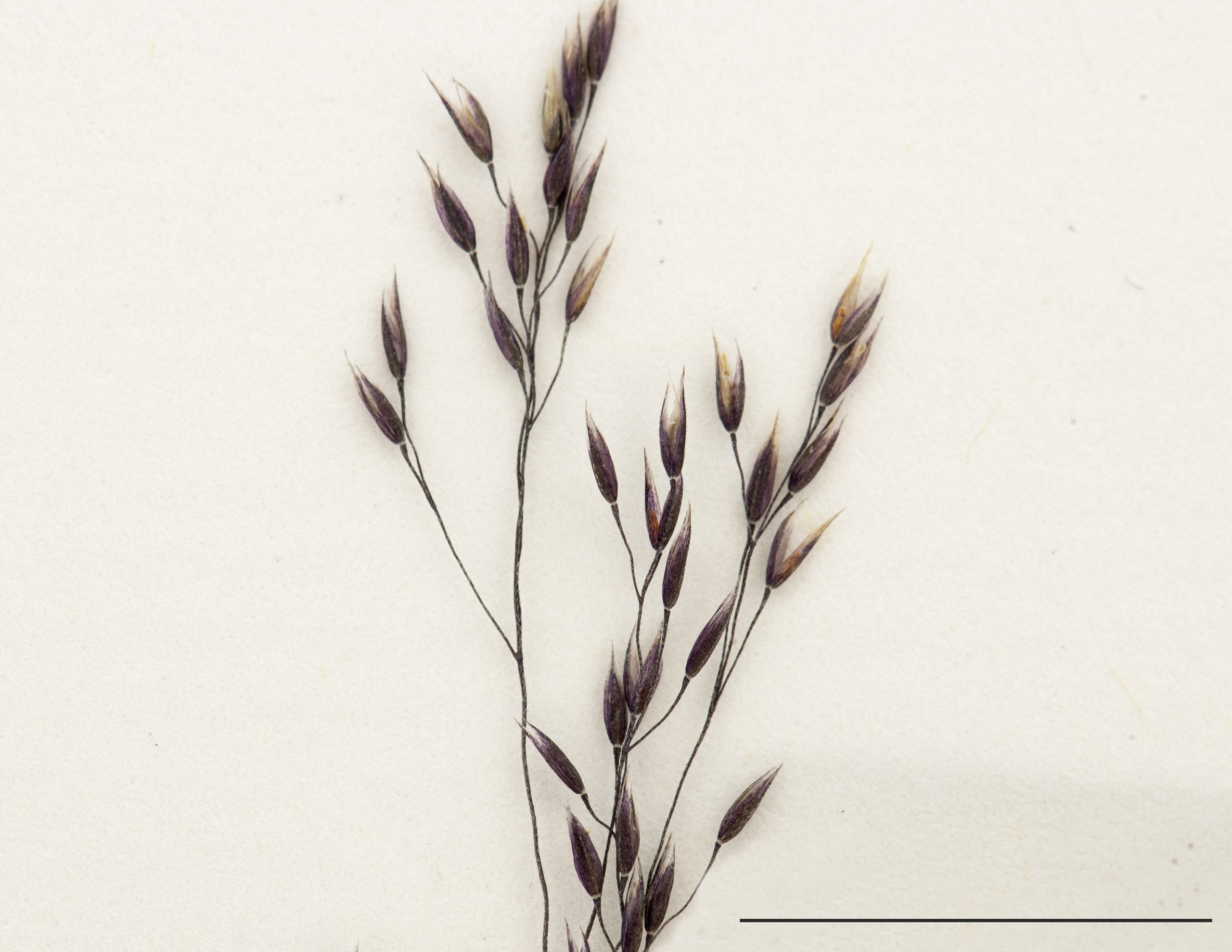 Épillets uniflores
