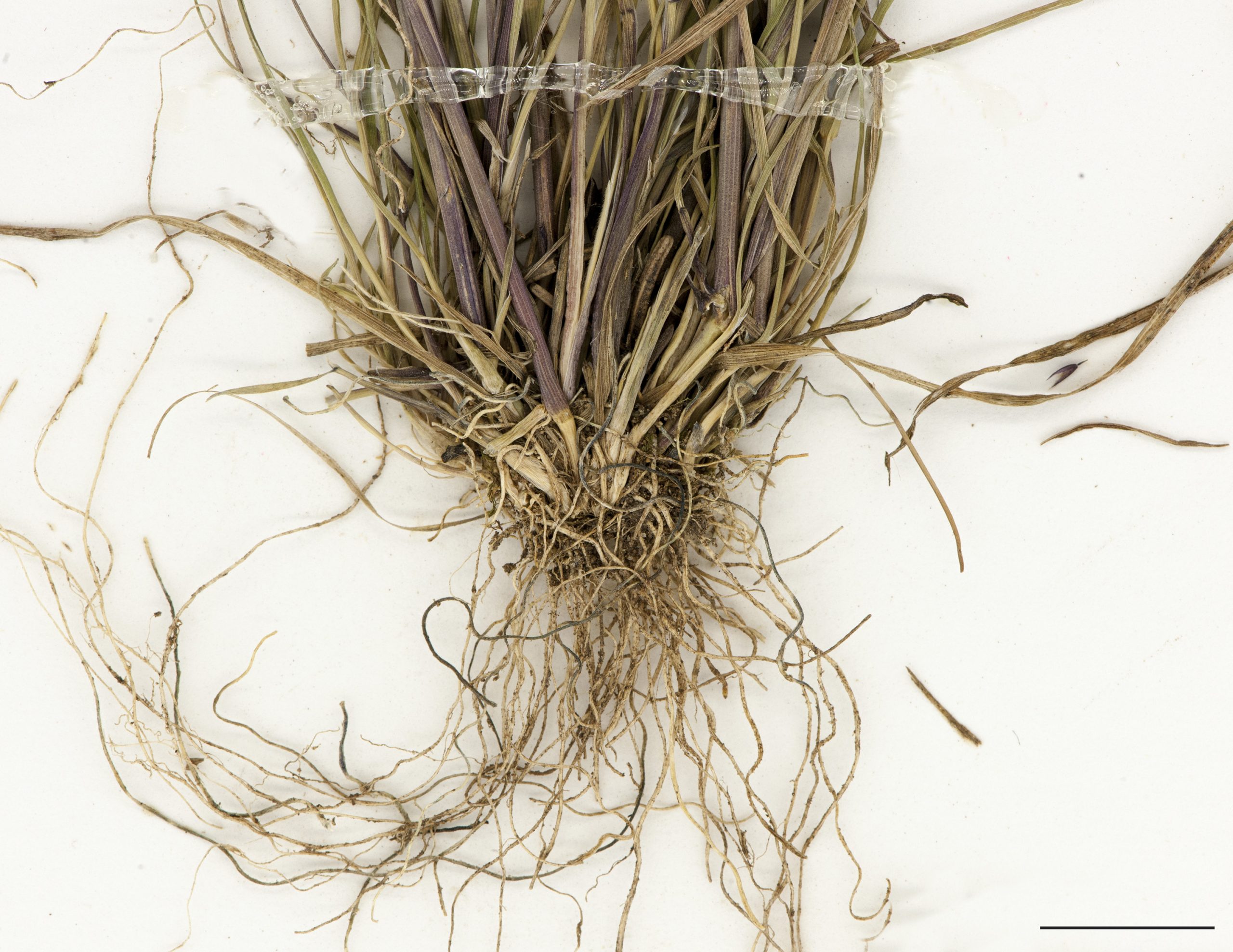 Rhizomes courts (talle), racines fibreuses