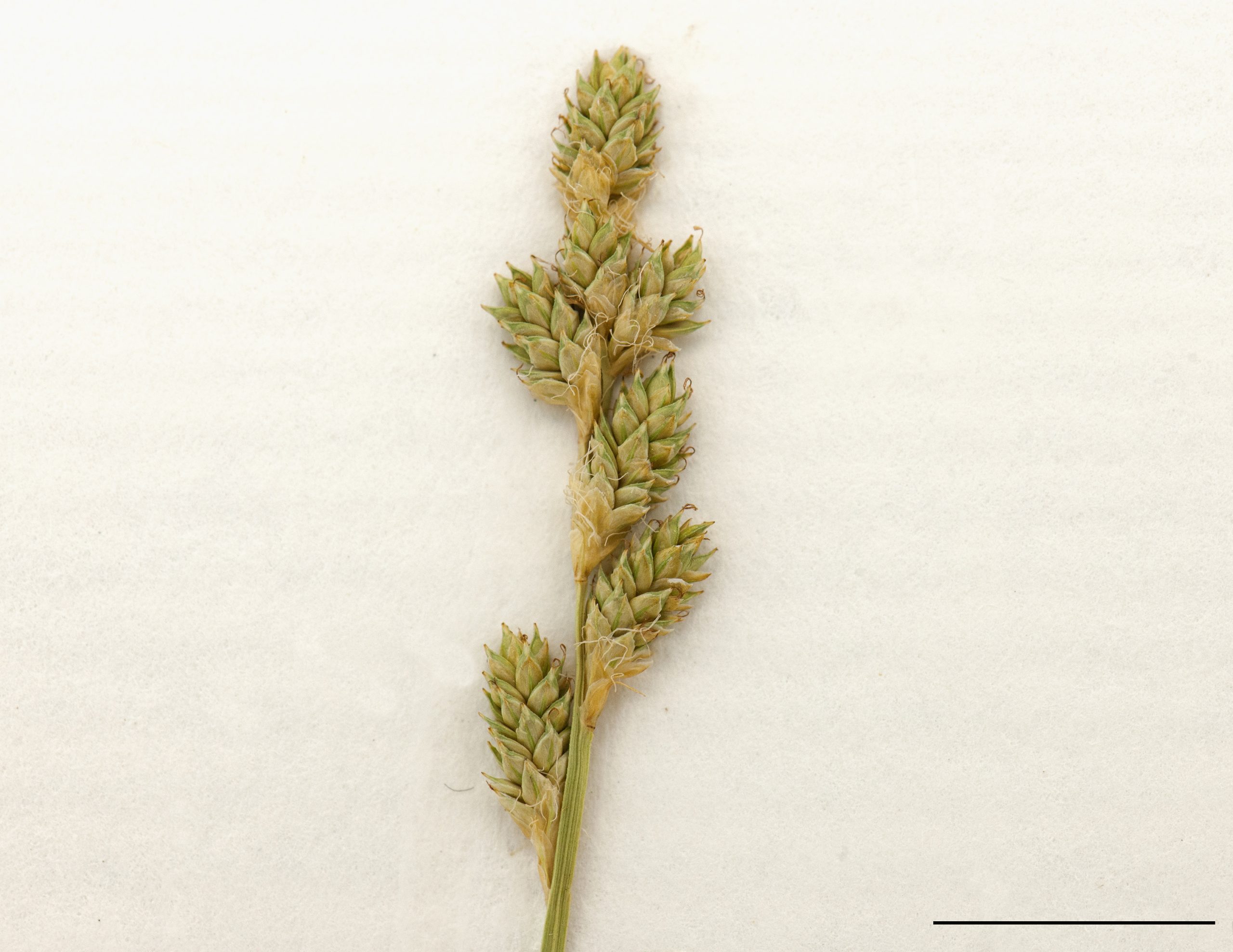 Inflorescence composé d'épis