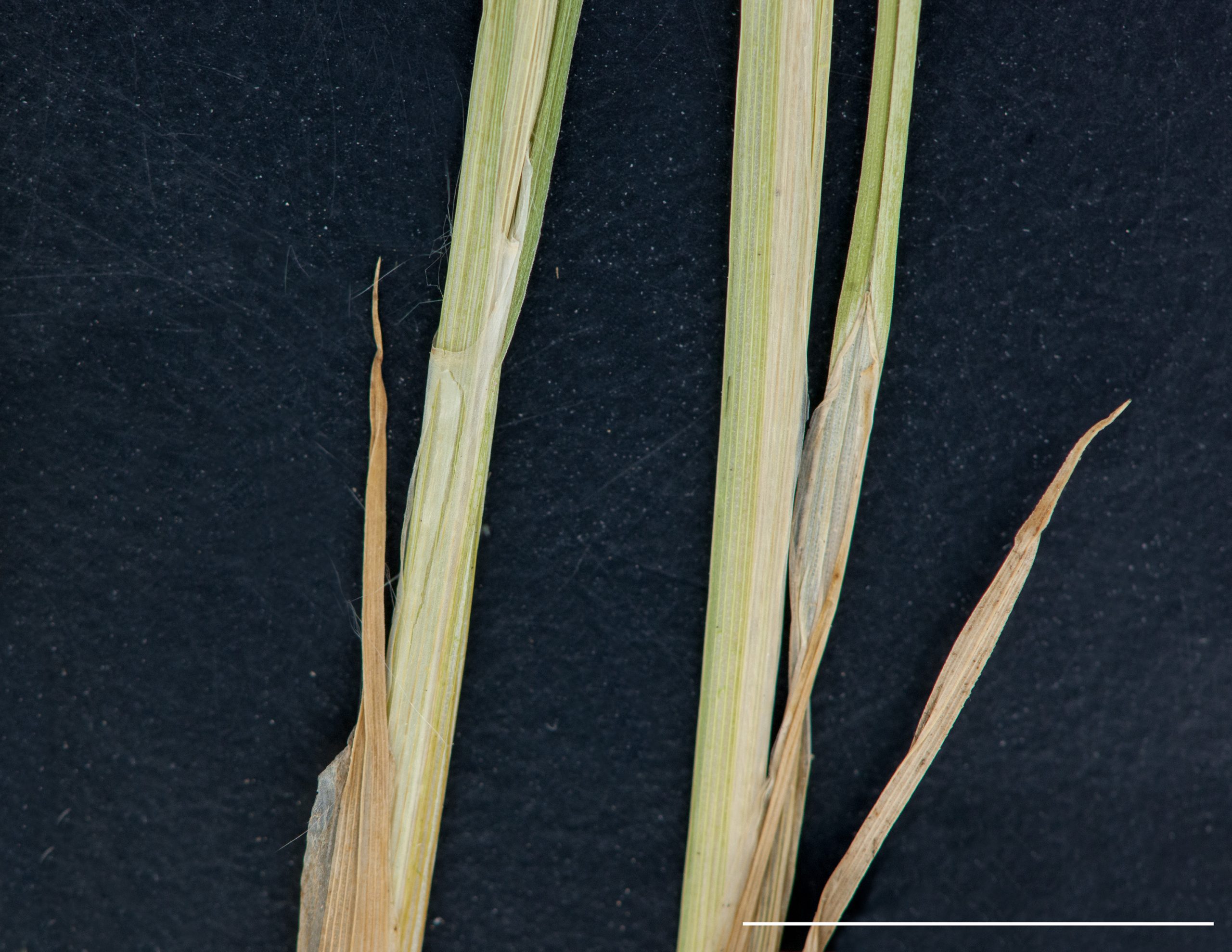 Gaine blanchâtre à la face ventrale