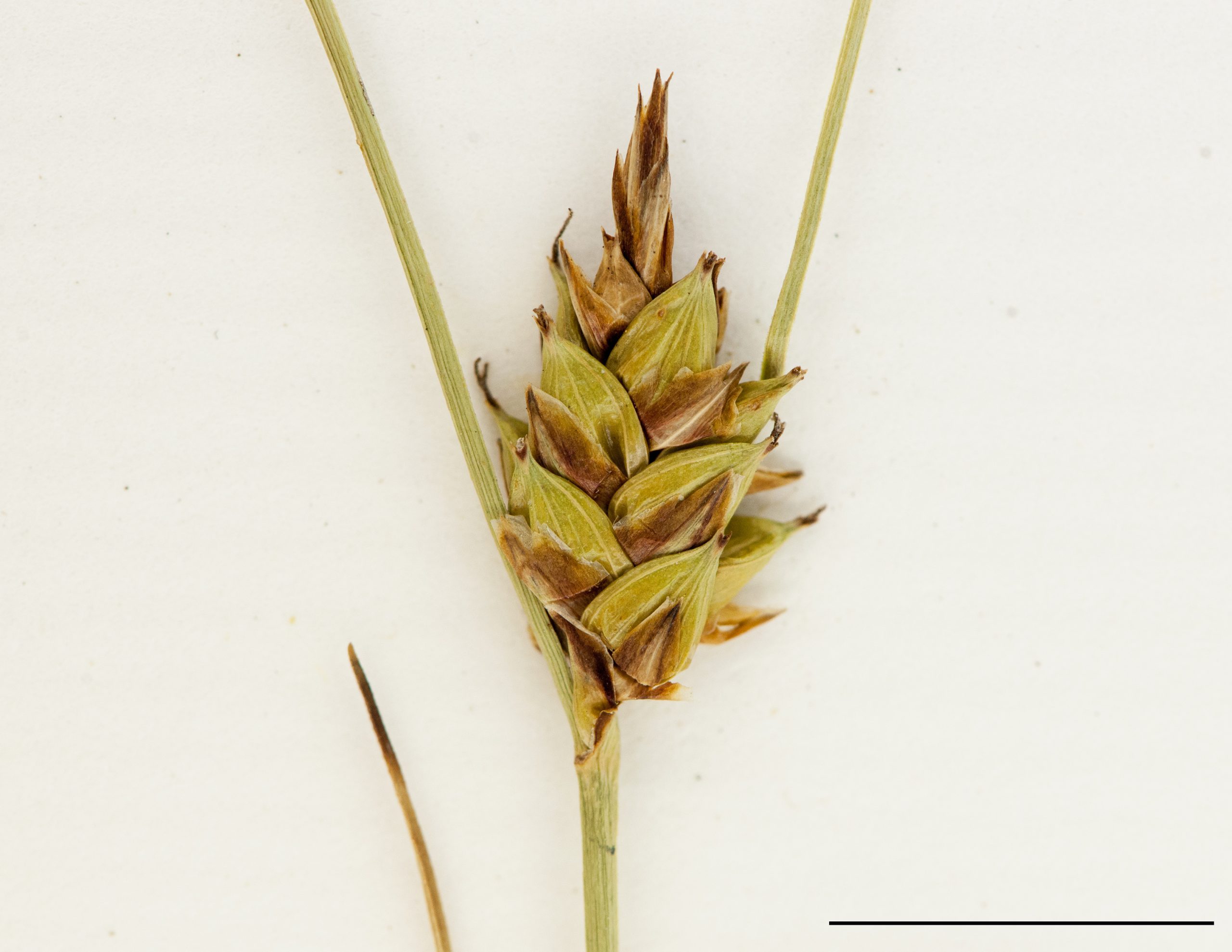 Épi androgyne, épillets mâles au sommet