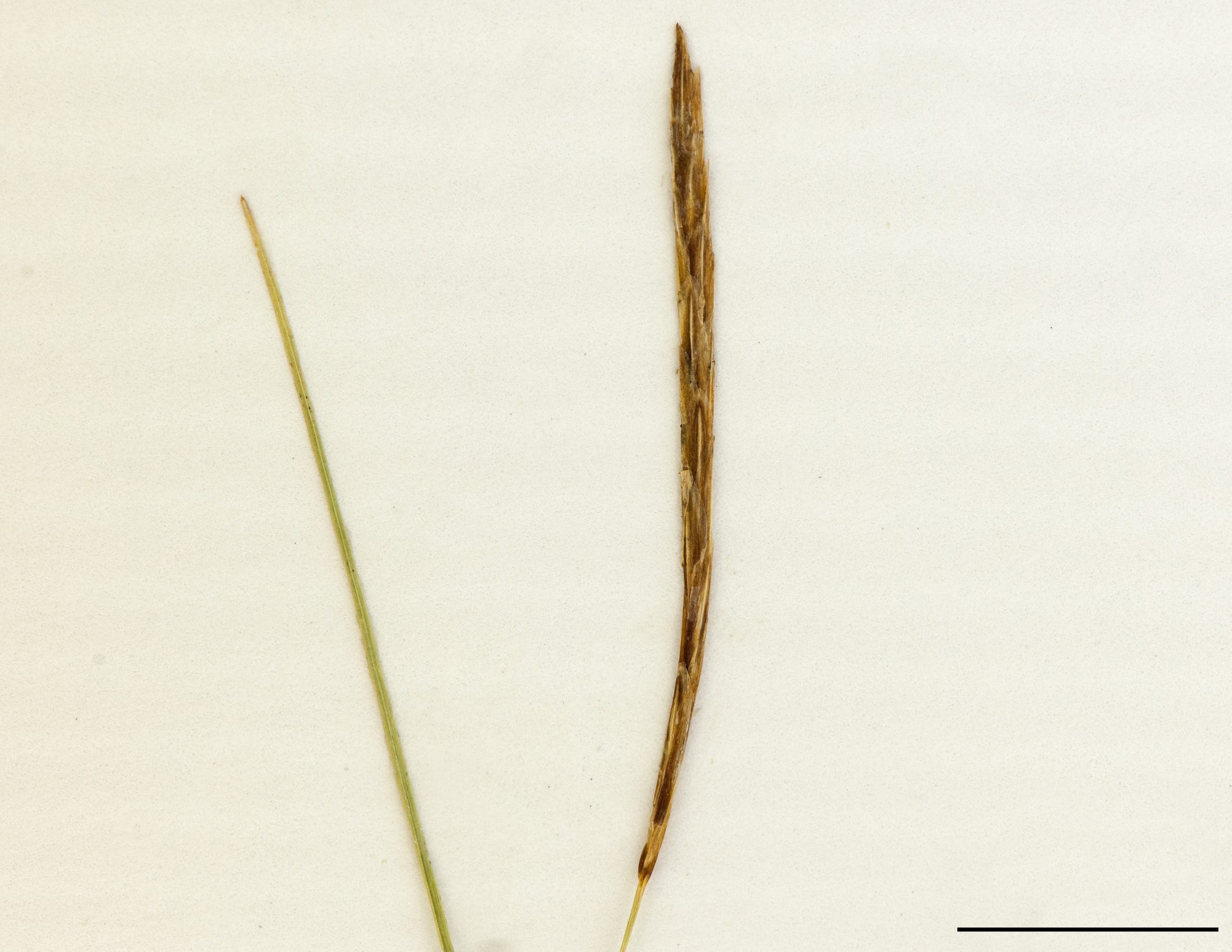 Épi mâle au sommet des tiges