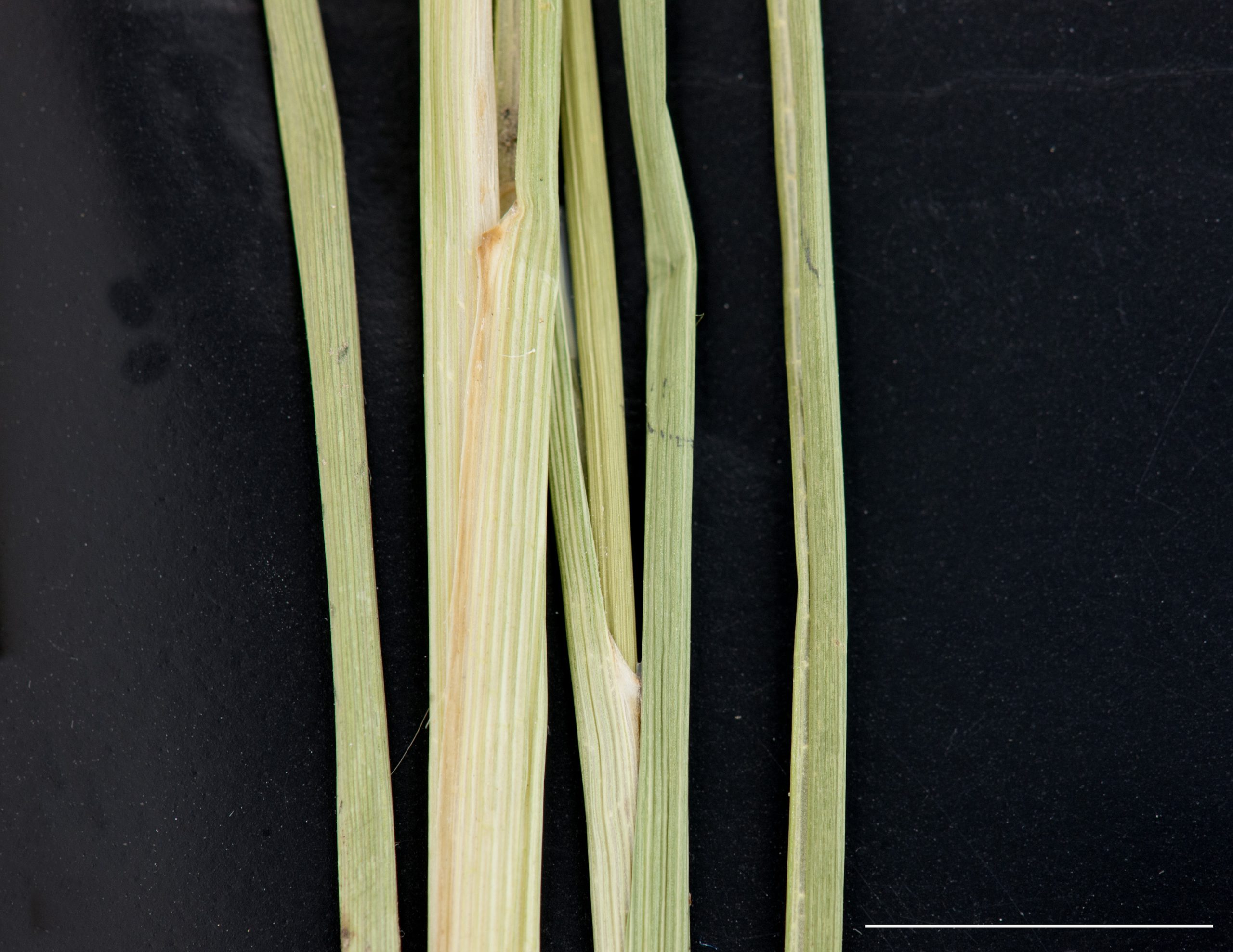 Gaine et section de limbe