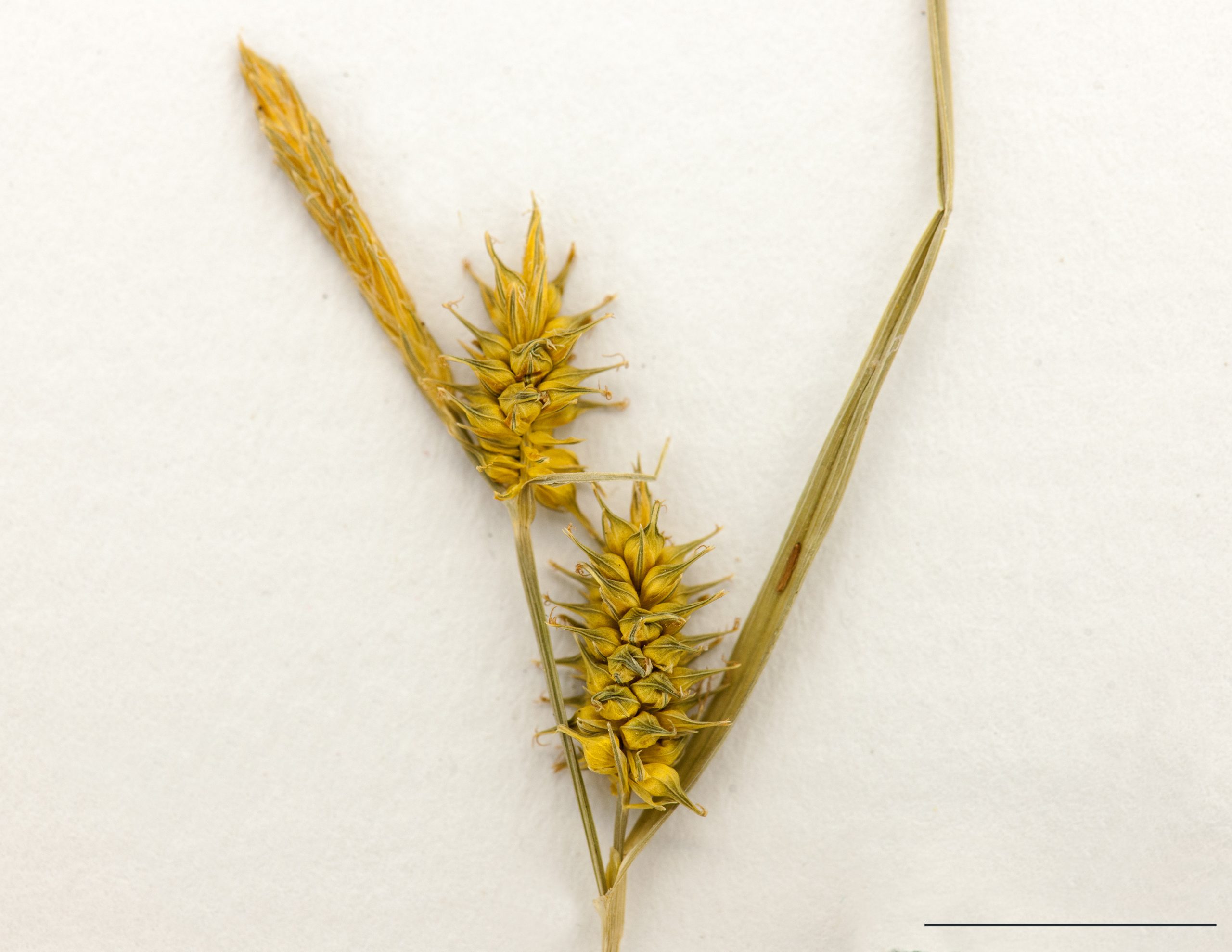 Épi mâle (au sommet de l'inflorescence) et épis femelle